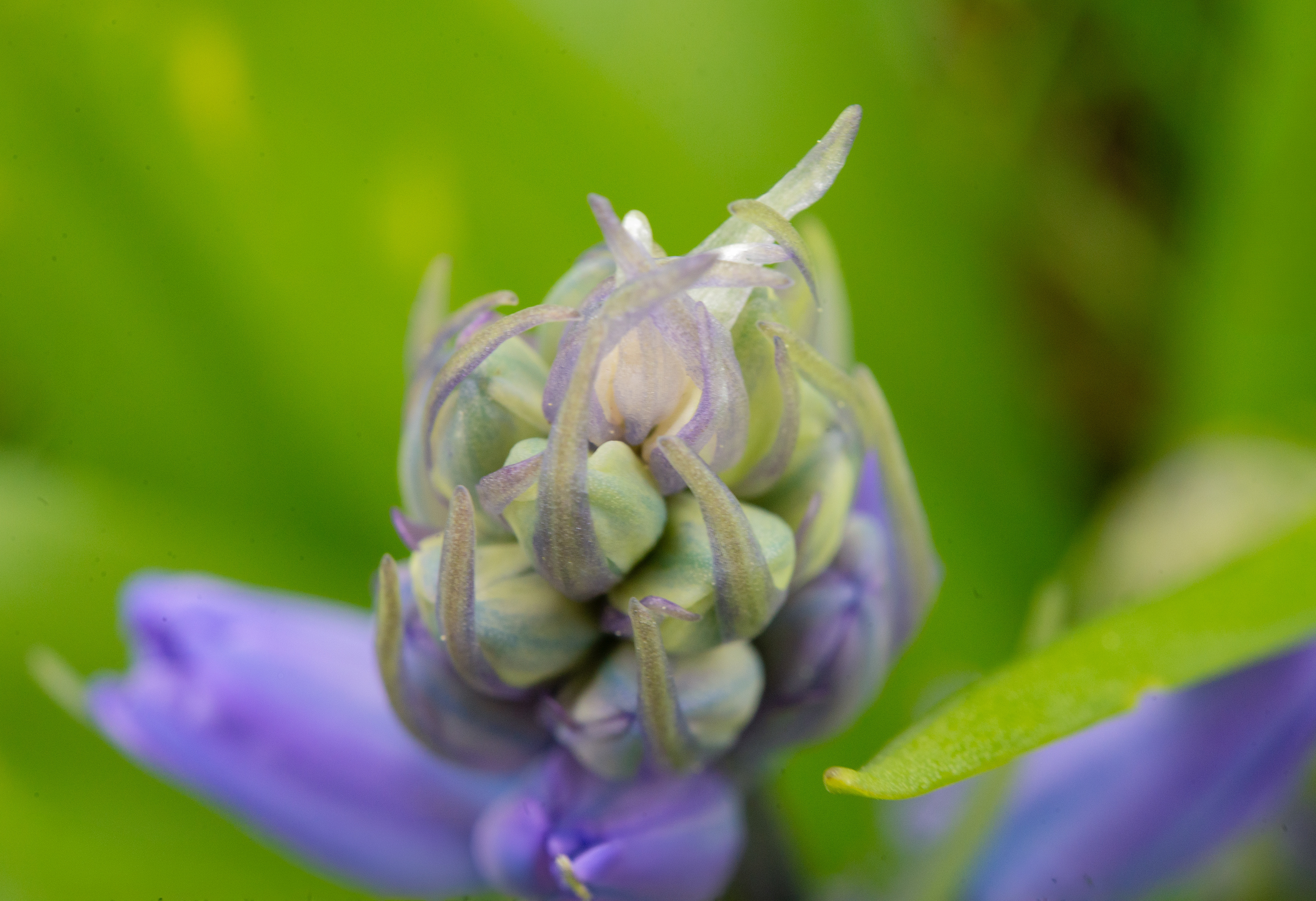 Jacinthe des bois