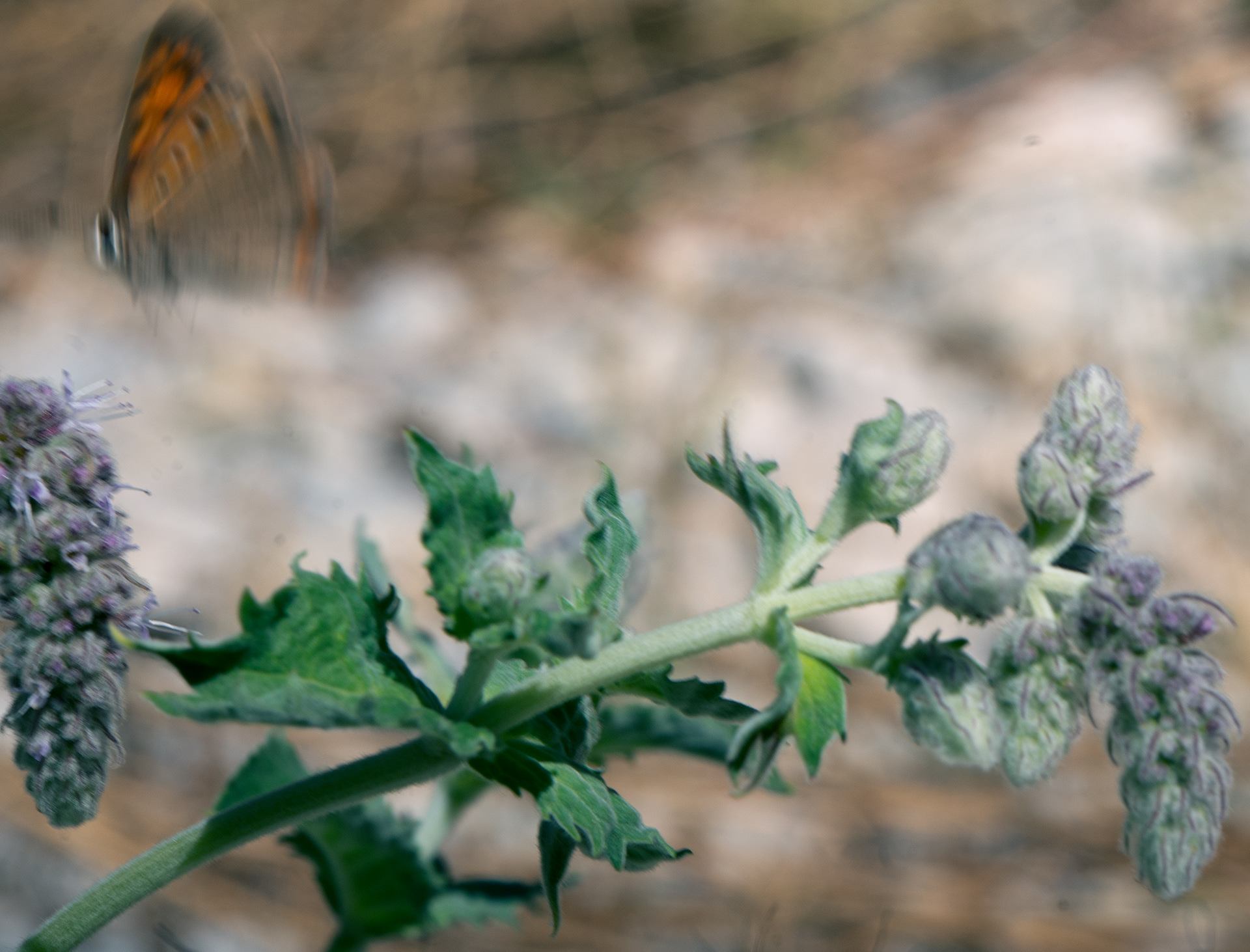 Cuivré commun (Lycaena phlaeas)