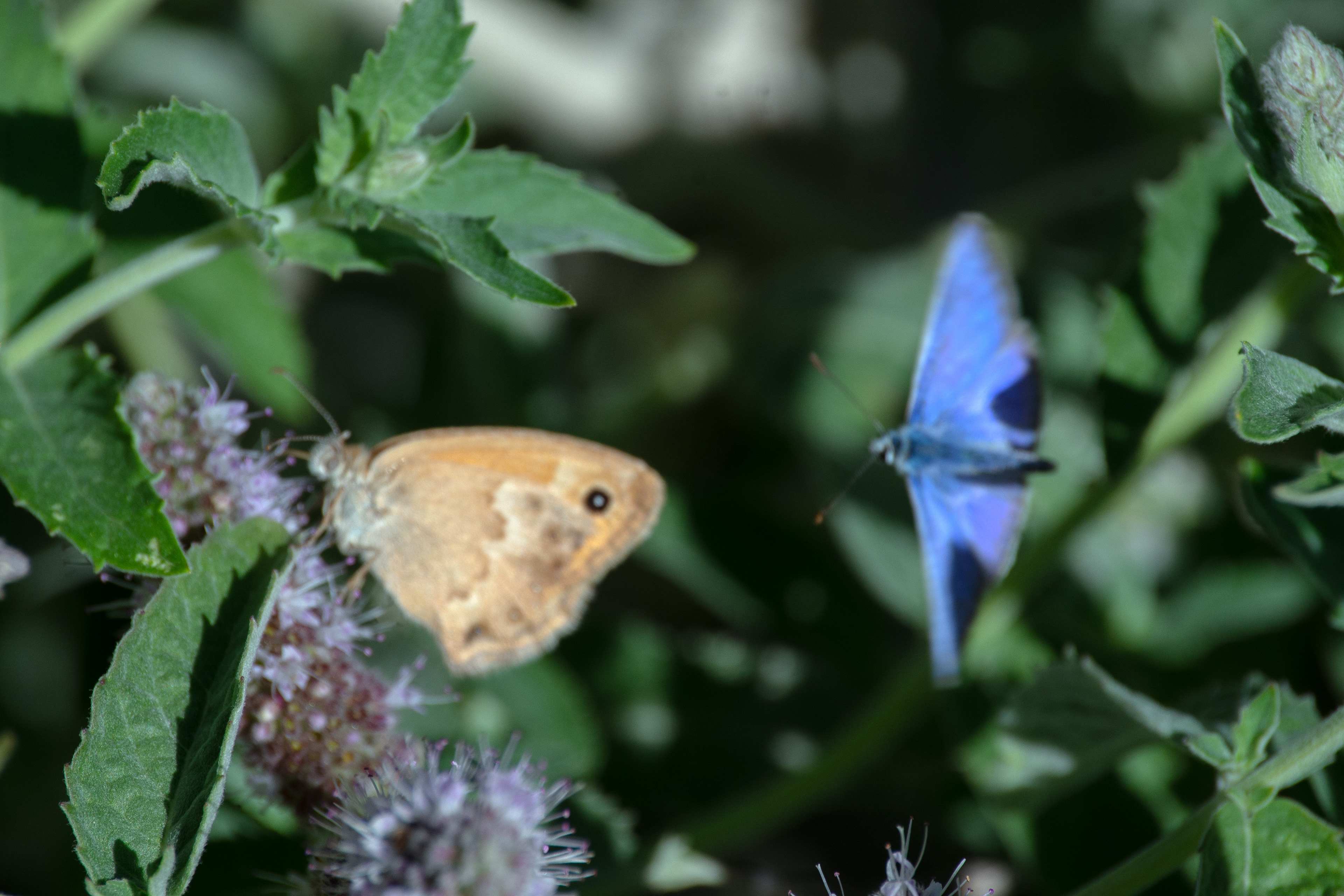 Fadet commun (ou Procris, Coenonympha pamphilus) et Argus bleu ou Azuré commun (Polyommatus icarus)