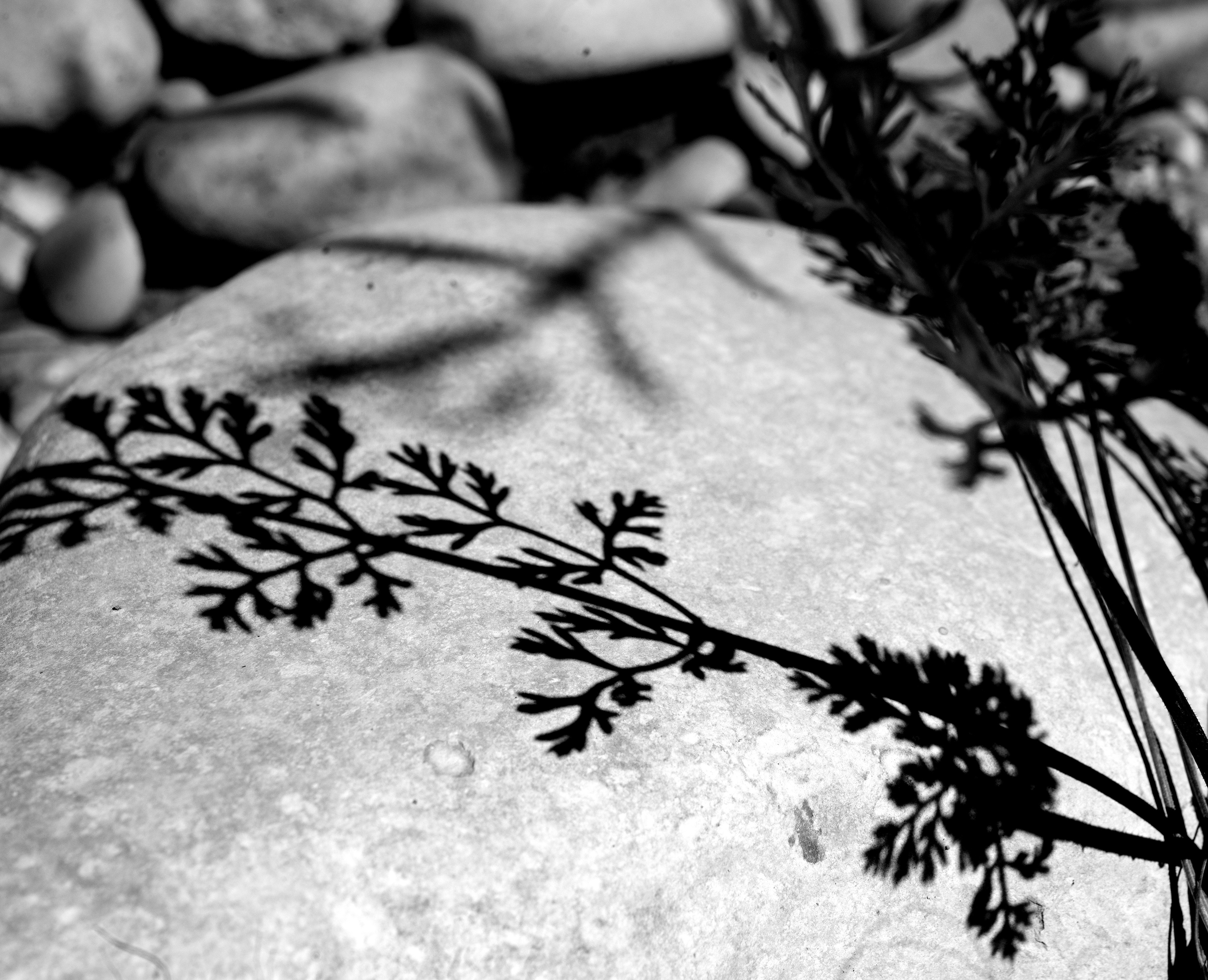 ombre de Daucus carota
