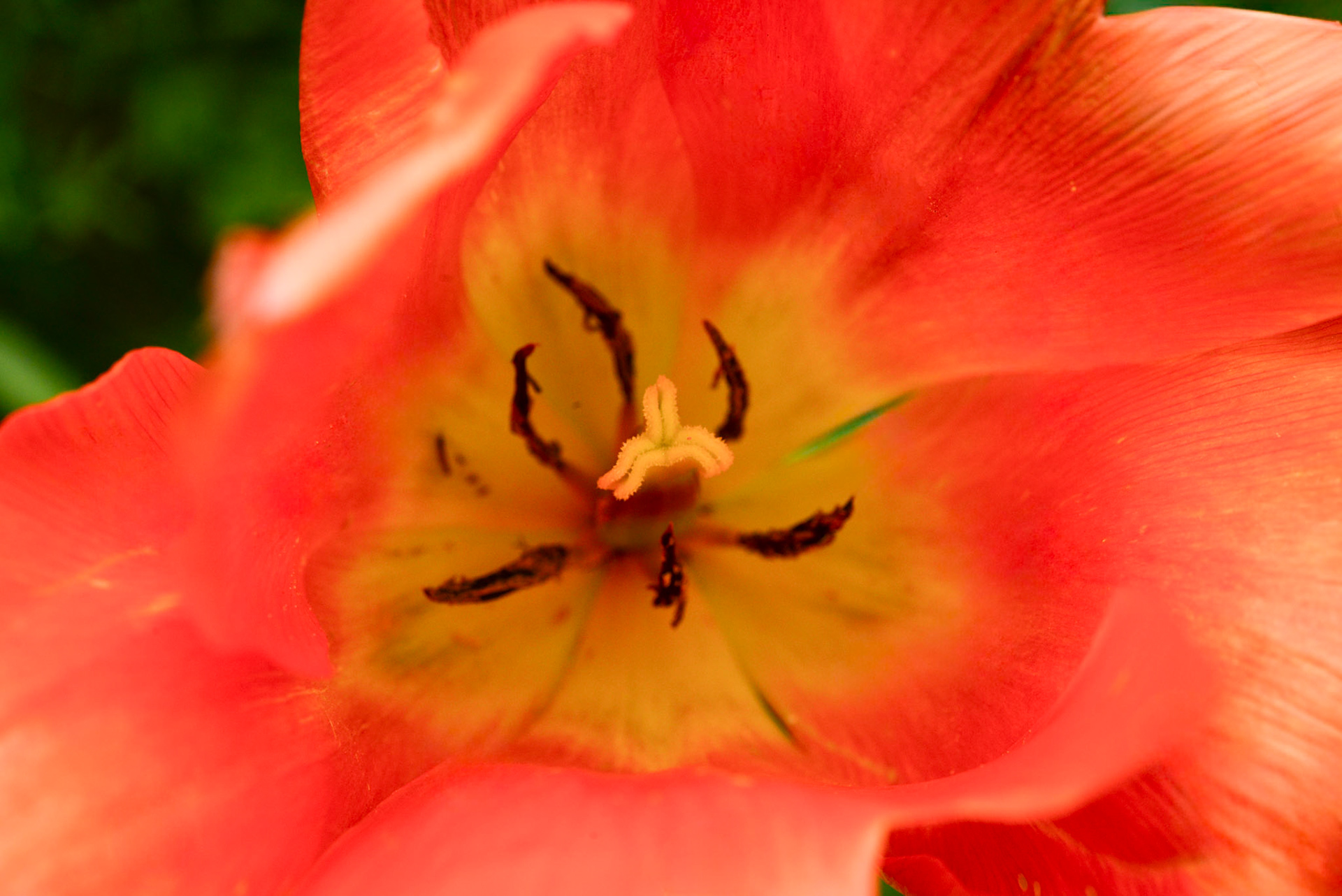 au centre de la tulipe