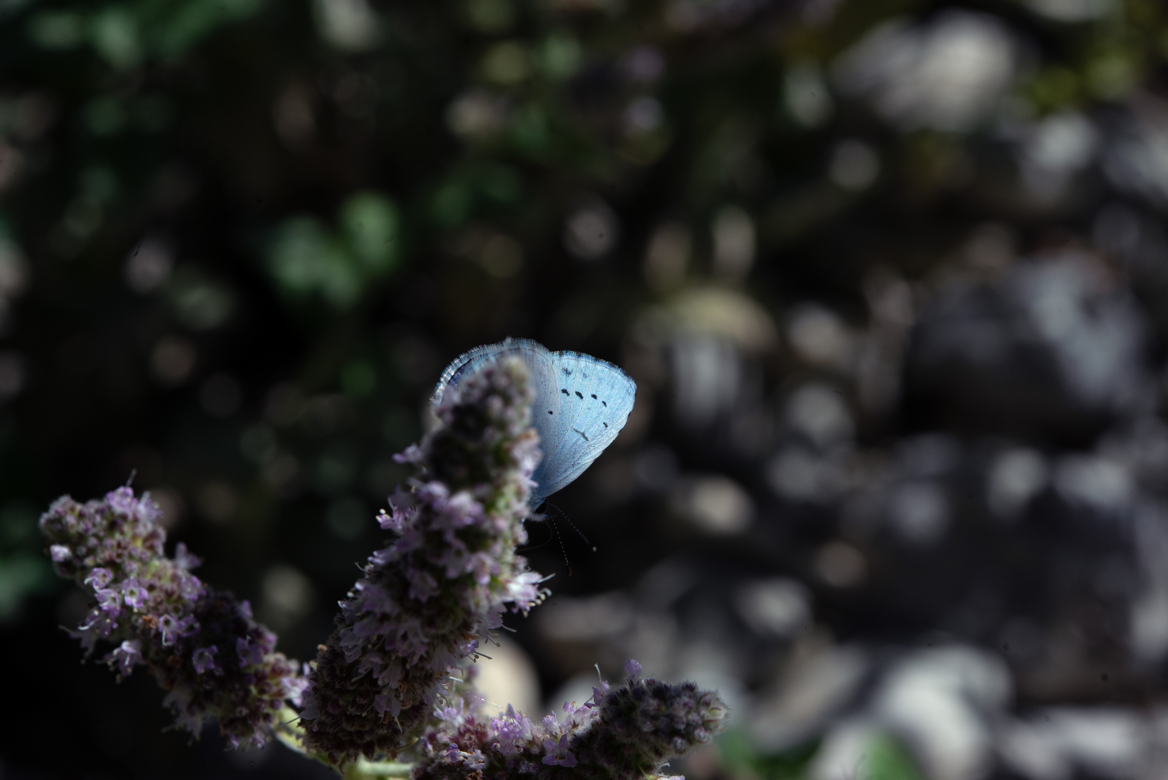 Azuré des nerpruns (Celastrina argiolus)