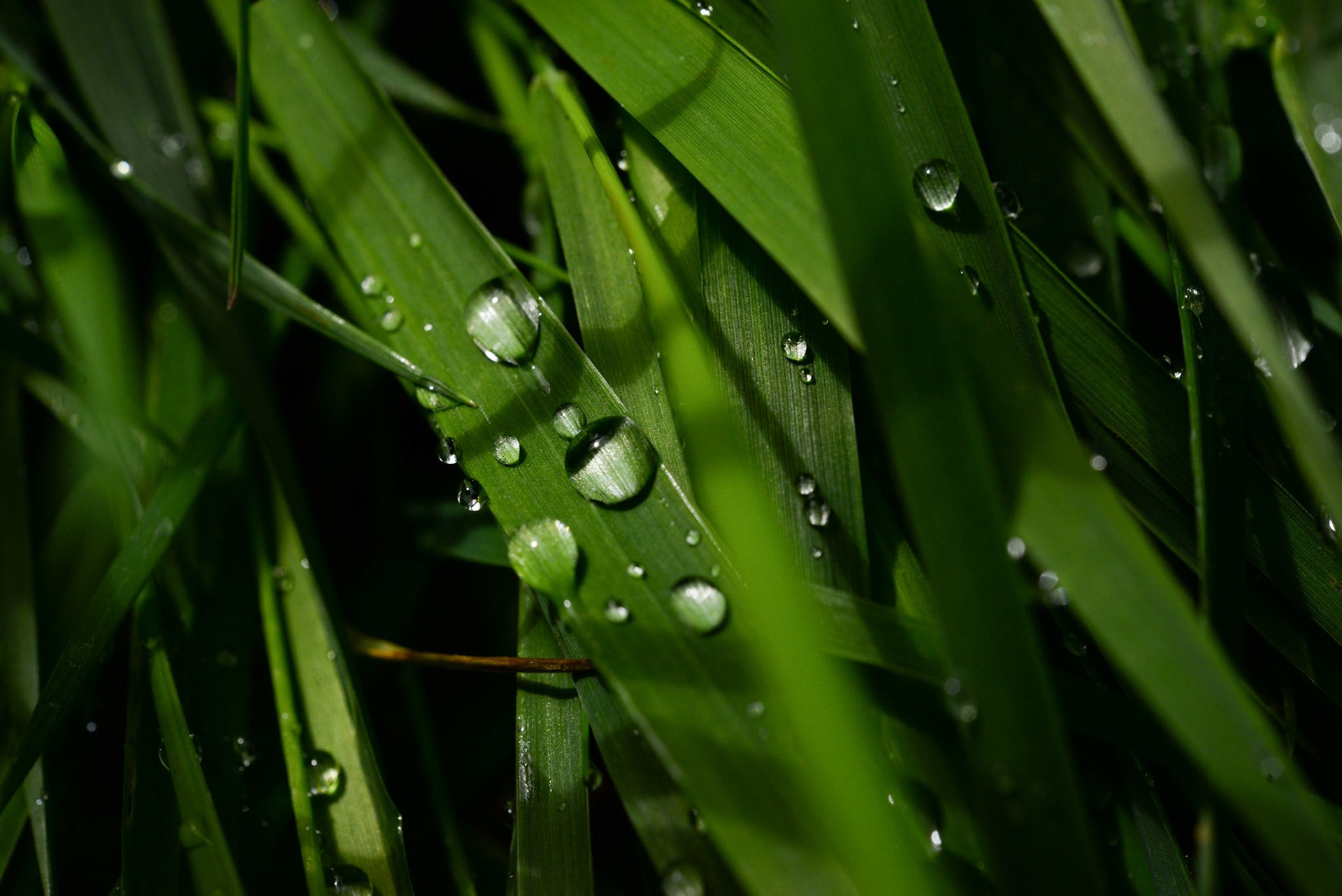 au goutte a goutte