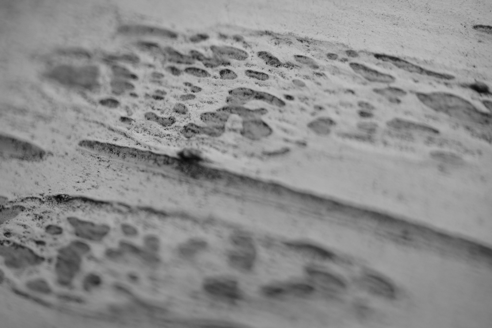 Epiderme Arborescent