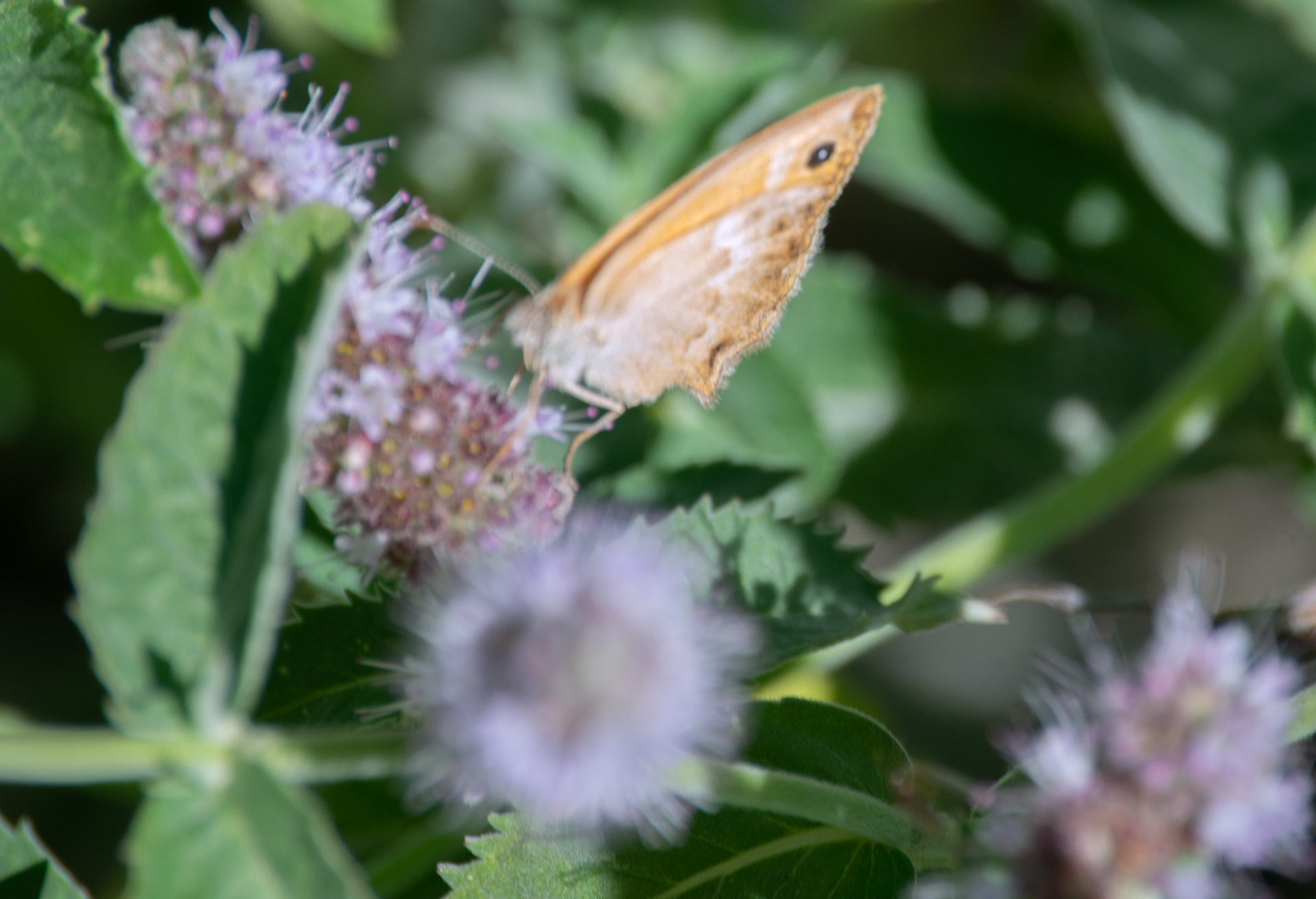 Fadet commun (ou Procris, Coenonympha pamphilus),