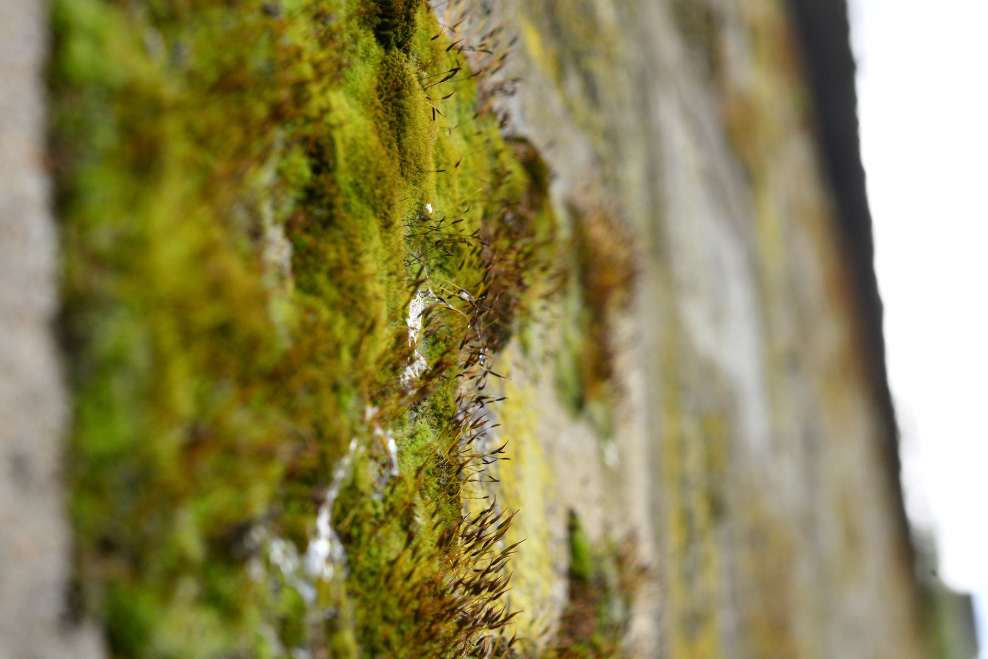 une mousse qui grimpe