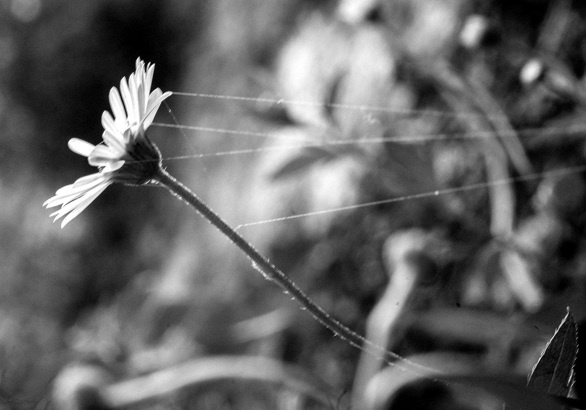 Pâquerette des murailles