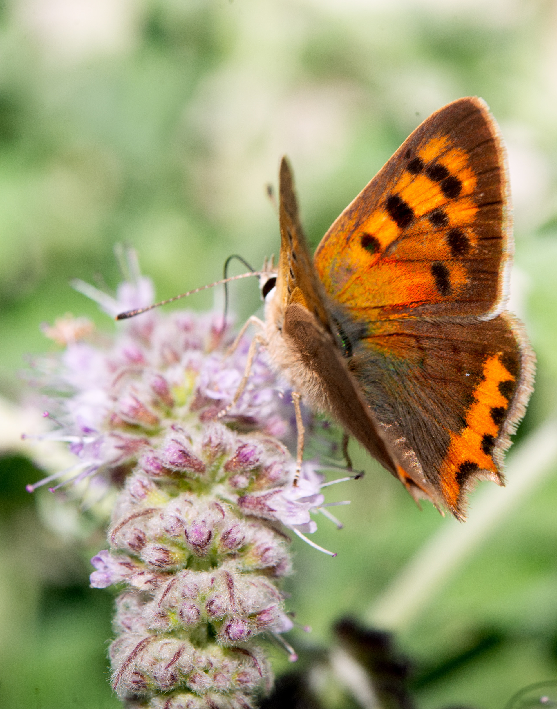 Cuivré commun (Lycaena phlaeas)