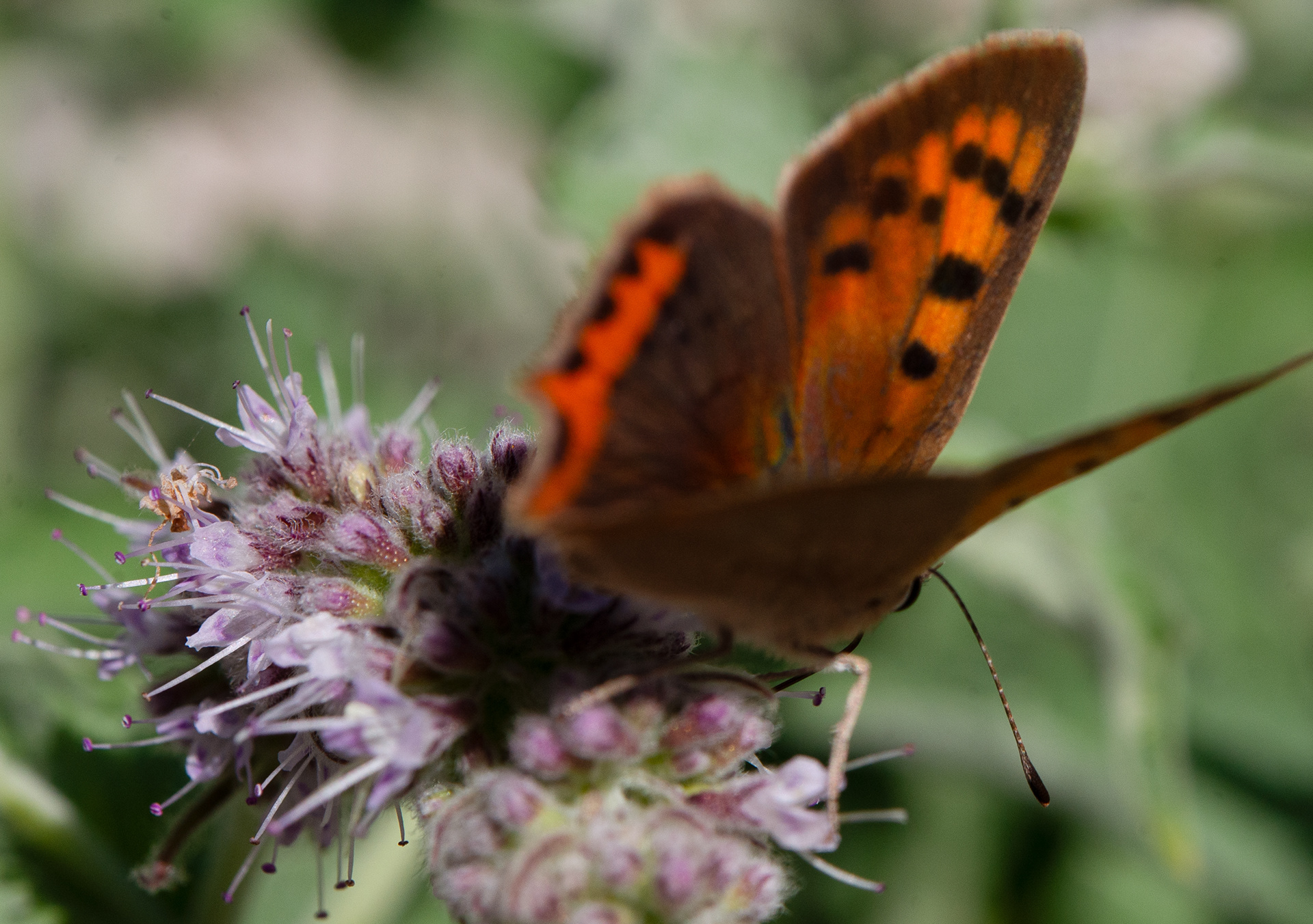 Cuivré commun (Lycaena phlaeas)