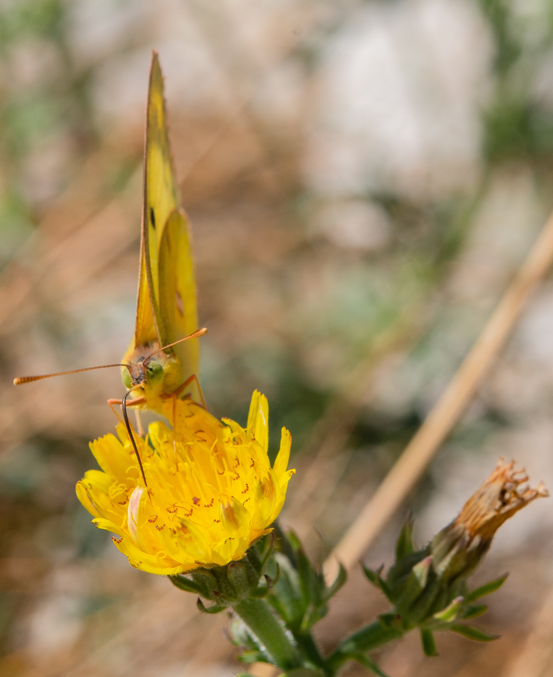  Souci (Colias crocea ou Colias croceus)