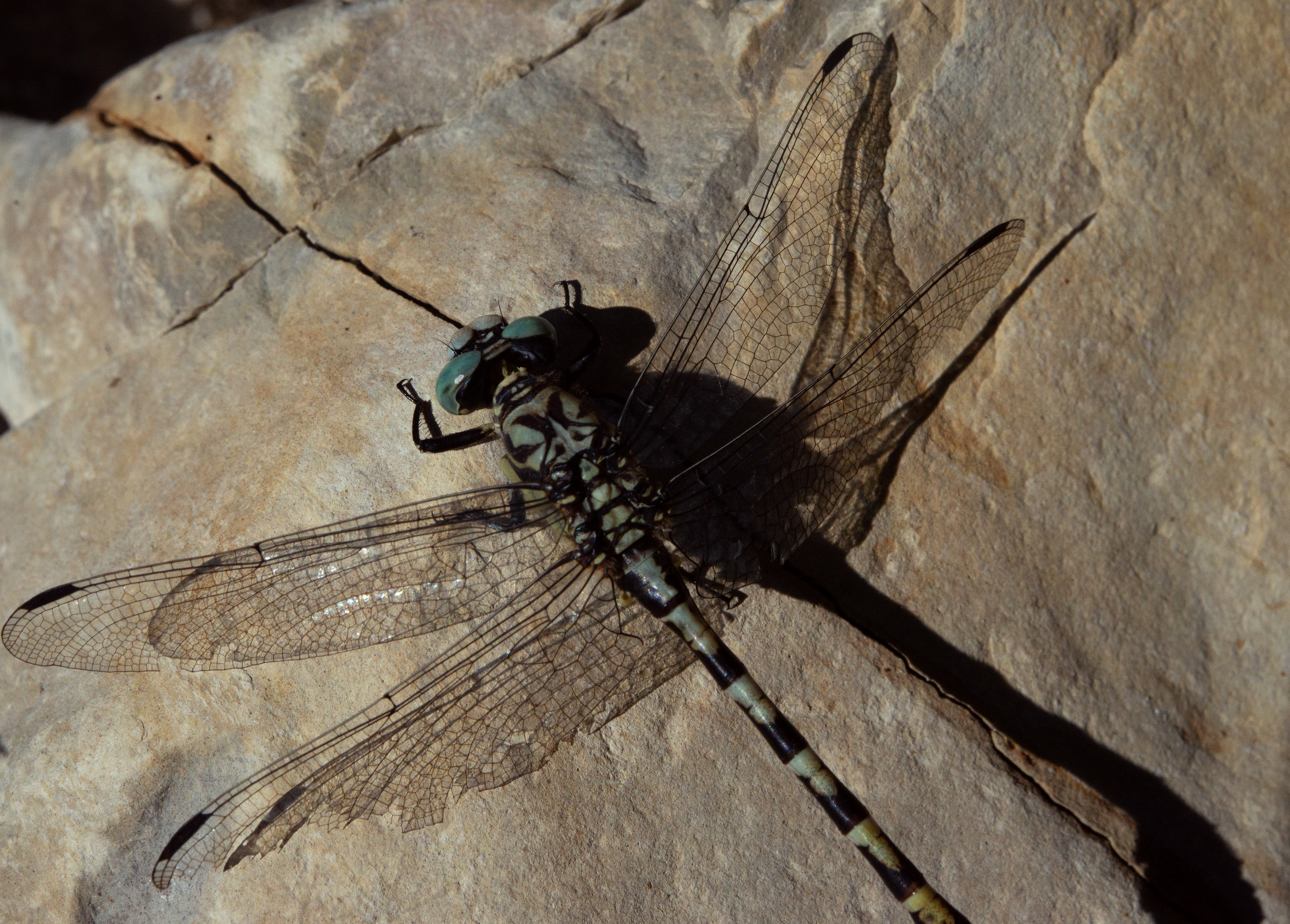 Aeschne bleue (Aeshna cyanea)