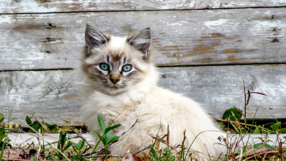 erin Kitten