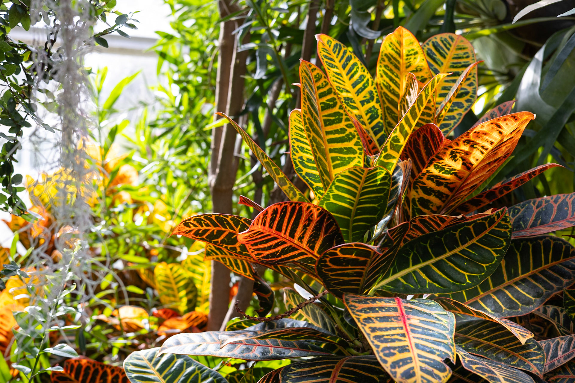 Croton Plant at Lamberton Conservatory