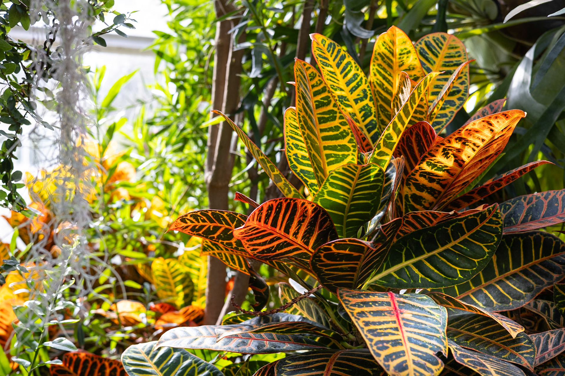Croton Plant at Lamberton Conservatory