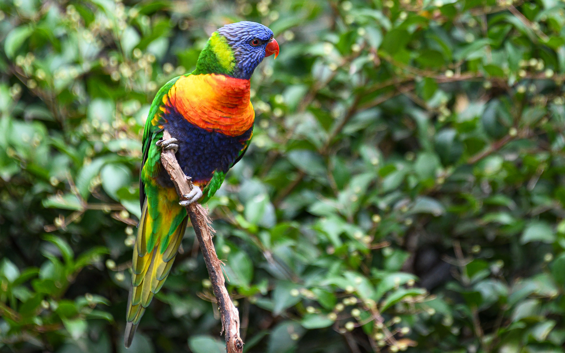 Lorikeet on a branch.
