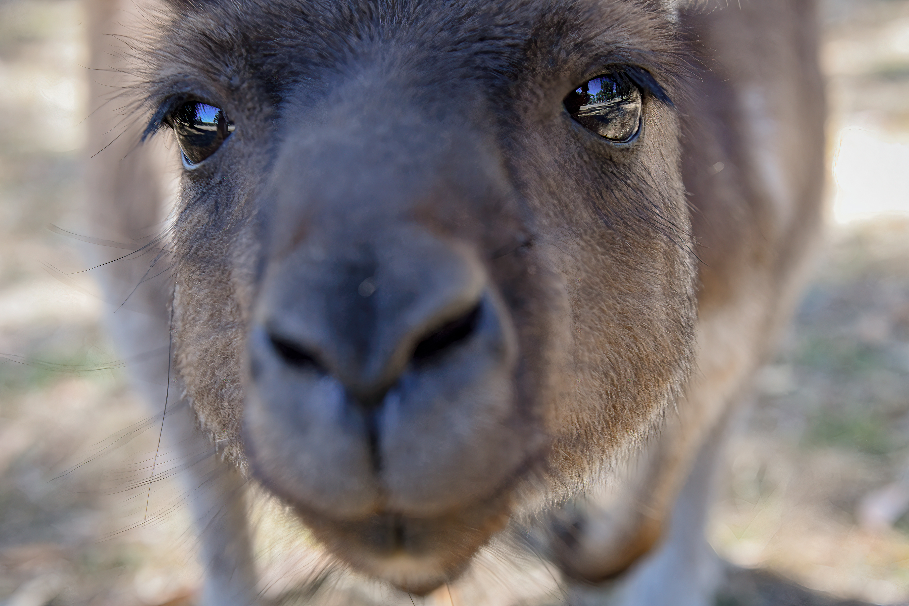 Curious kangaroo who pushed my lens down with his paw so he could look inside.  Cleland Wildlife Park, Adelaide Hills, South Australia