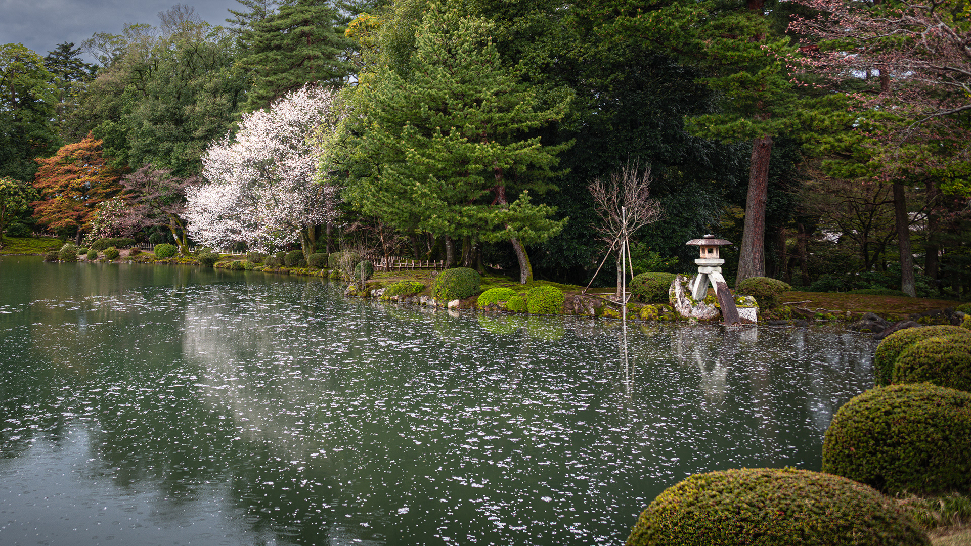 Kenrokuen Garden with cherry blossoms.