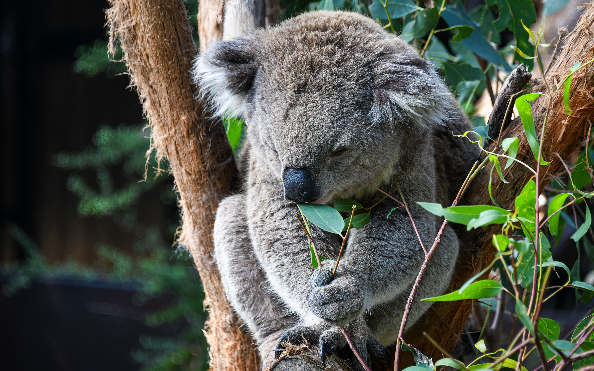 Koala eating Eucalyptus leaves