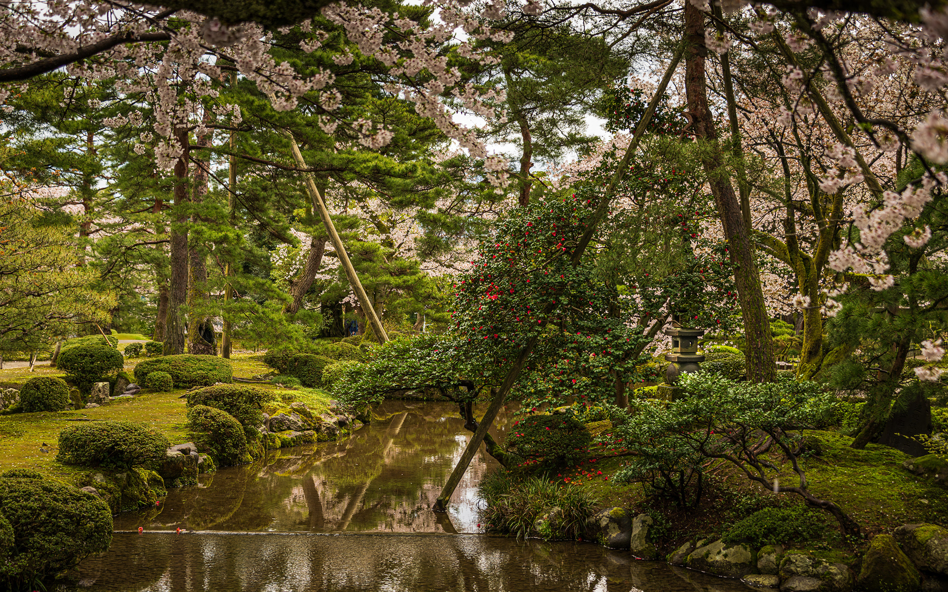 A Japaneese lantern surrounded by cherry blossoms in Kenrokuen Garden.