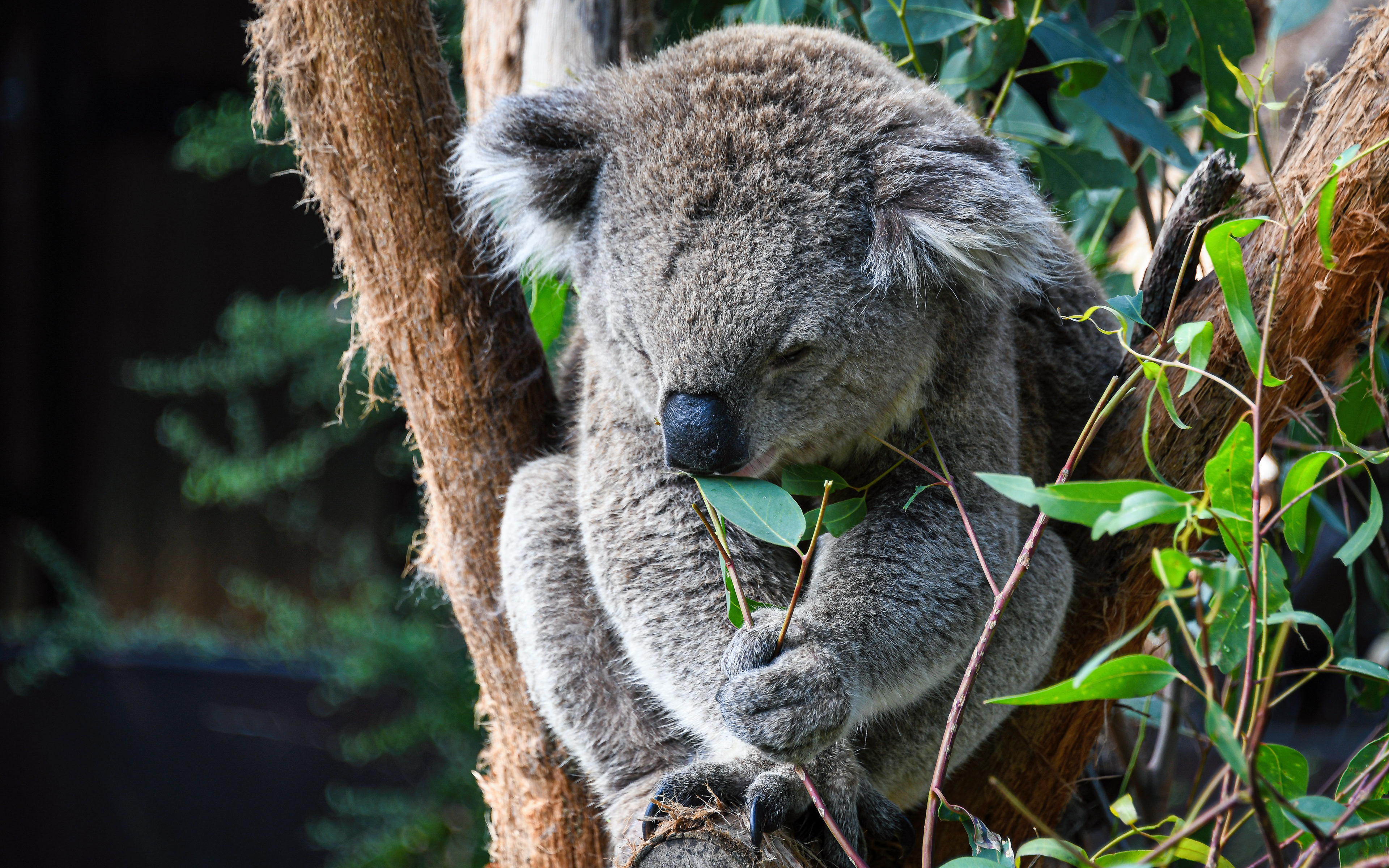 Koala sequence at Healesville Sanctuary near Melbourne Australia