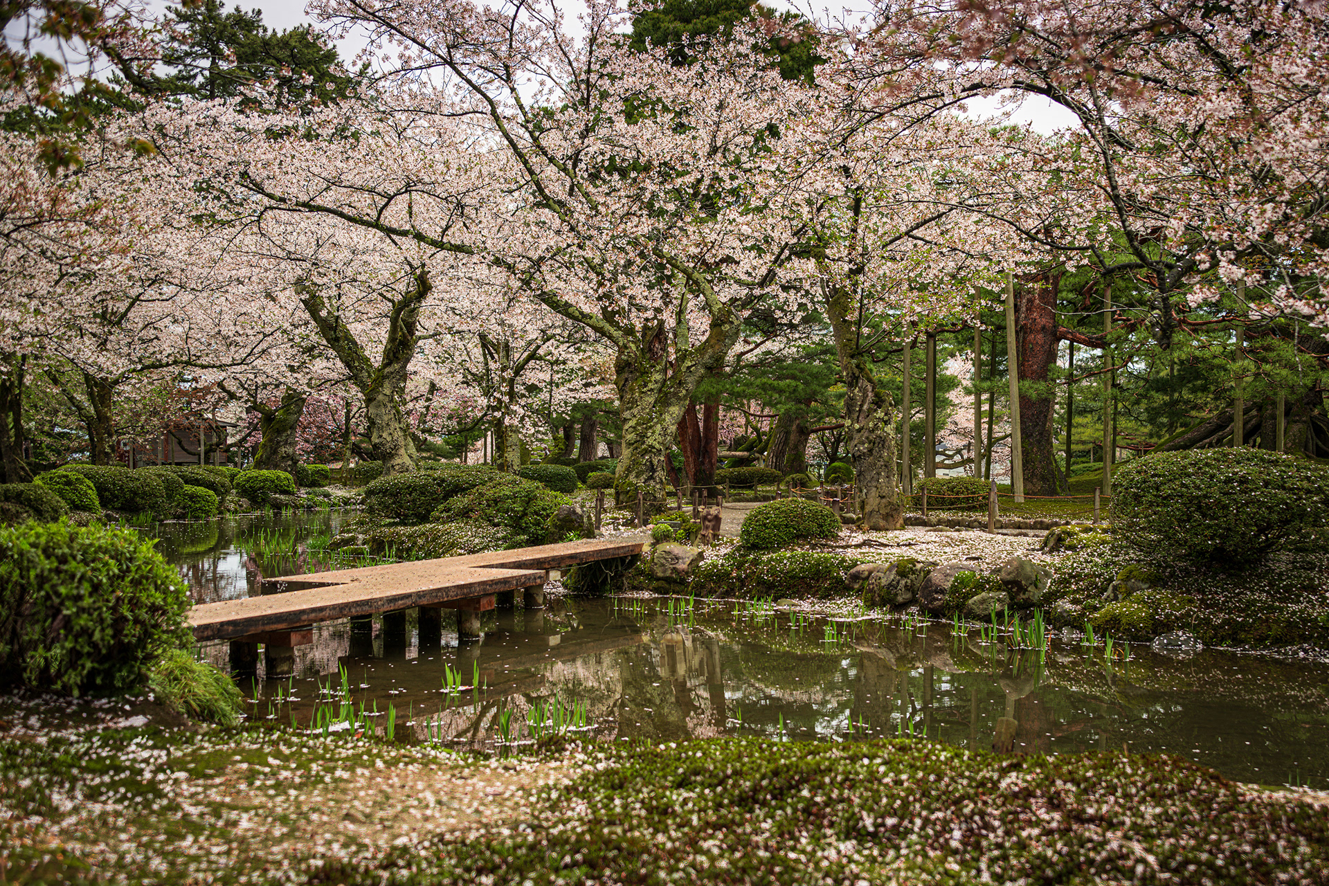 Cherry blossoms, a stream and a bridge in Kenrokuen Garden.