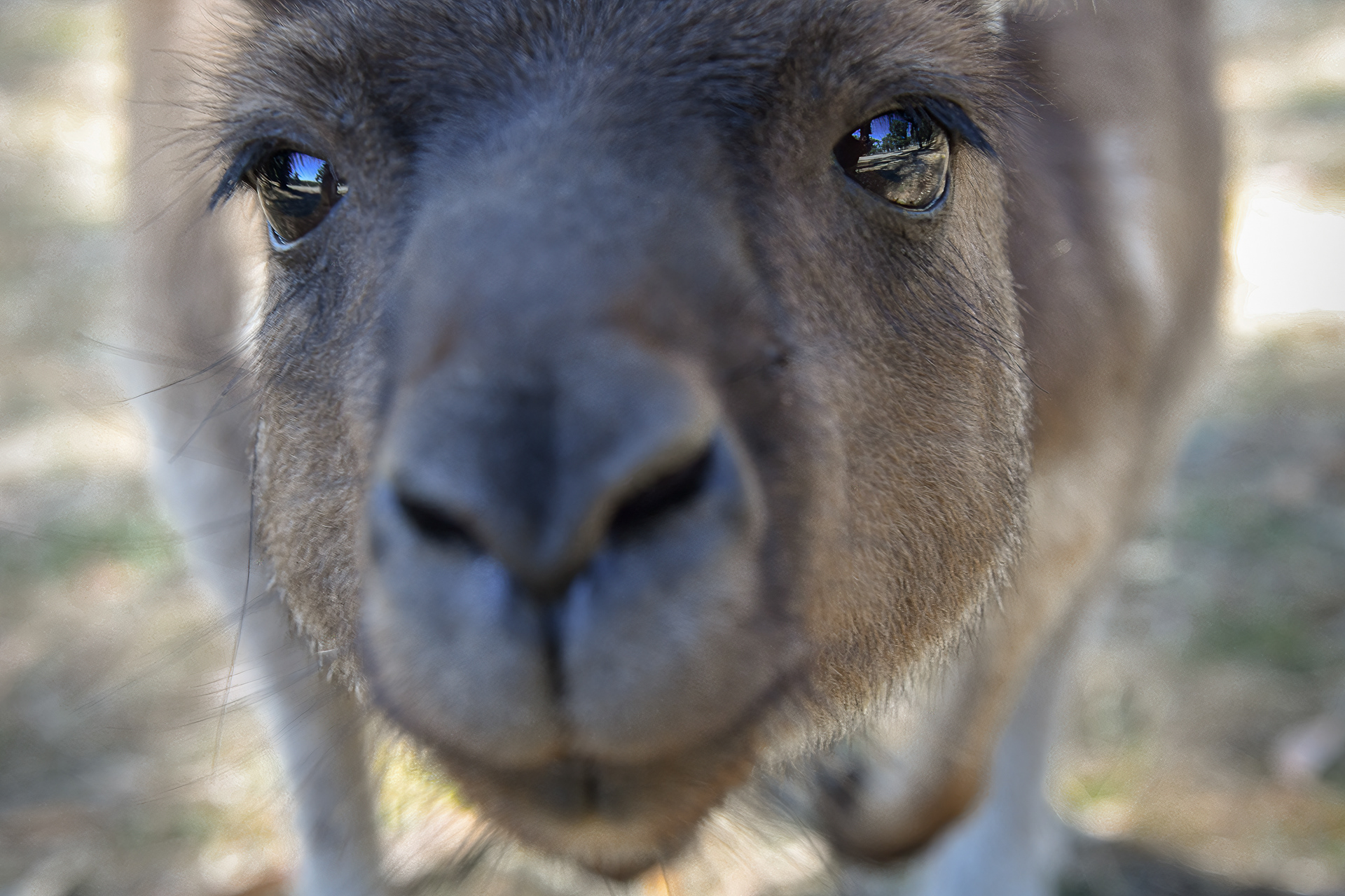 Kangaroo intrigued by his reflection in the camera lens.