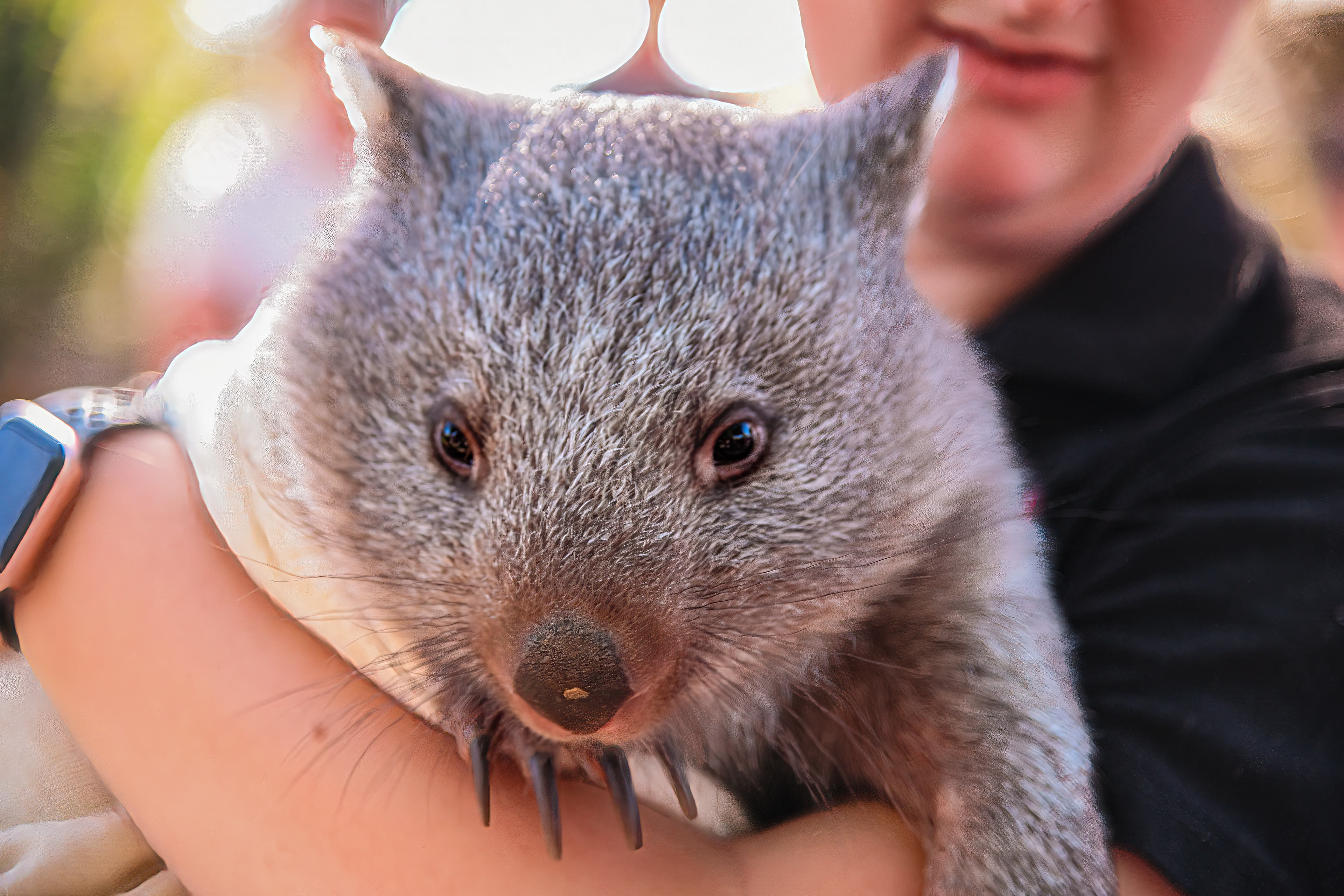 Wombat at the Bonorong Wildlife Sanctuary, Tasmania