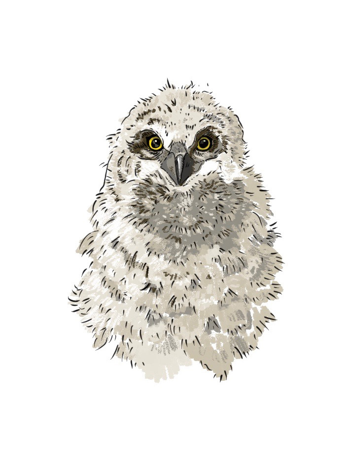 Illustration for Phoenix Wildlife Center.