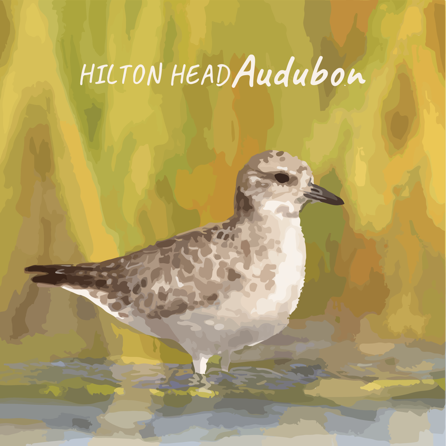 Black-bellied Plover among Marsh Grasses