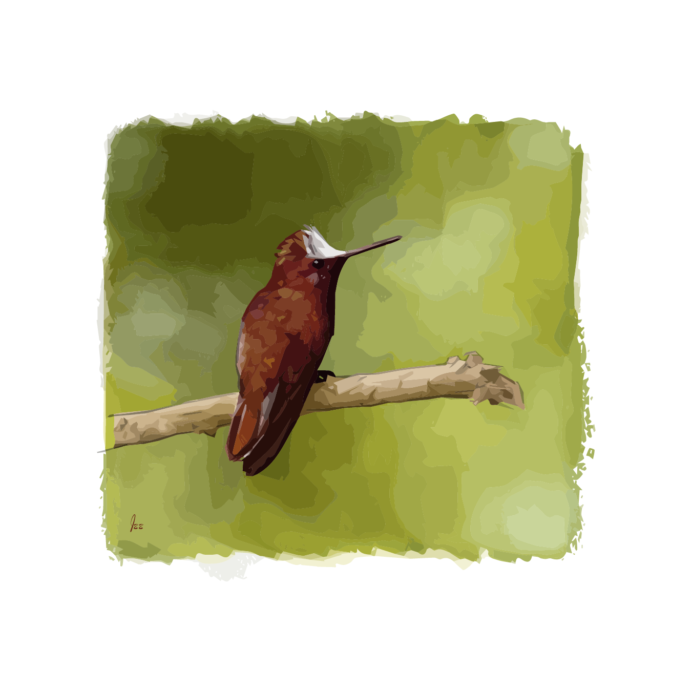 Snowcap Hummingbird (male). Reference photo by Chris Allen, used with permission.