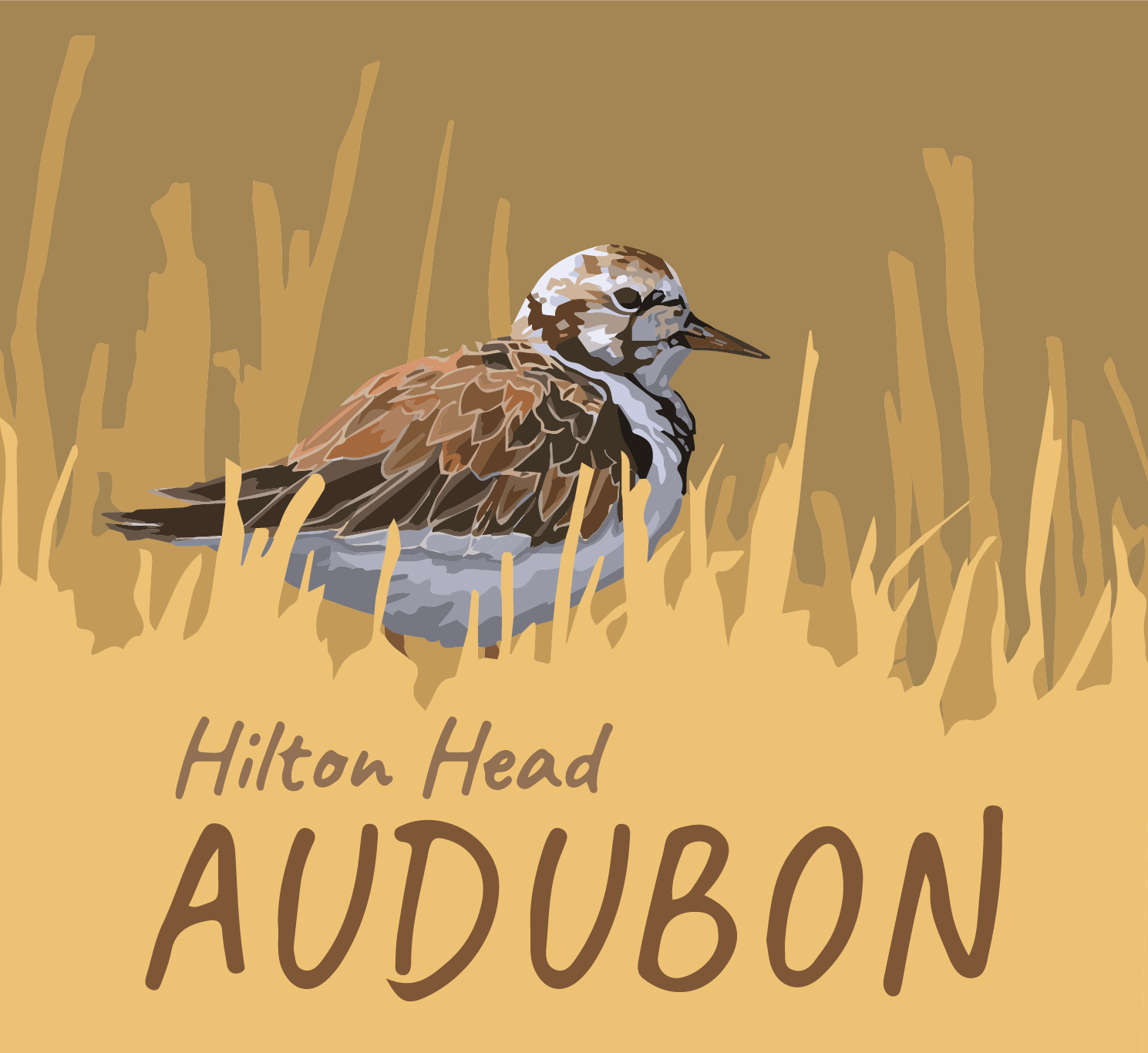 Ruddy Turnstone among Marsh Grasses