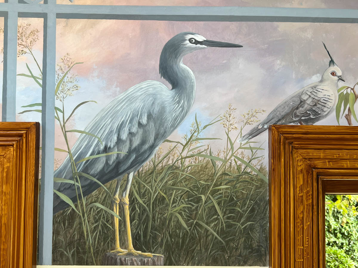 White faced Heron (Egretta novaehollandiae)