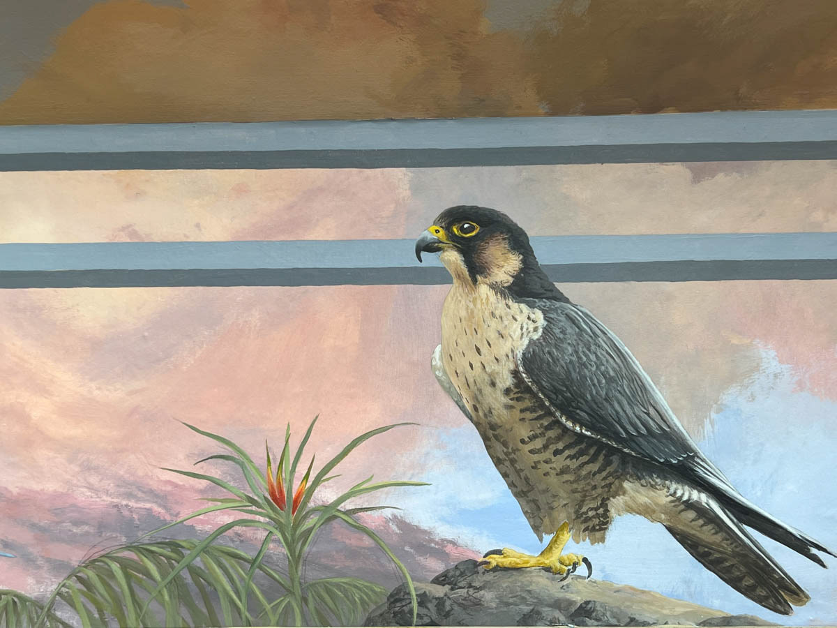 Pelegrin Falcon (Falco peregrinus)
