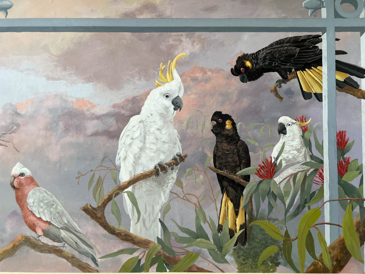 Galah, Sulphur-crested Cockatoo and Yellow-tailed black Cockatoo