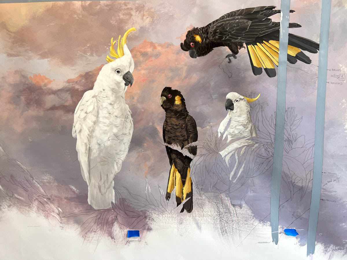 Sulfur Crested Cockatoo and Yellow Tail Black Cockatoo (Zanda funereus): Yellow Tail Black Cockatoos feed mainly on seeds and are often seen in pairs. They are able to crack open the tough shells of banksia seeds using its powerful bill.
