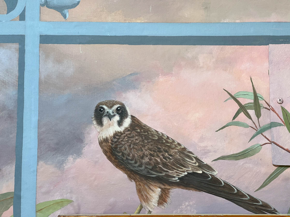 Aaustralian Hobby (Falco longipennis)