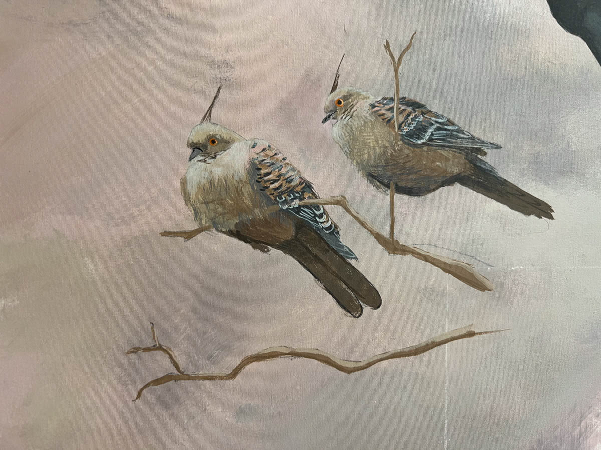 Crested Pigeon (Ocyphaps lophotes)