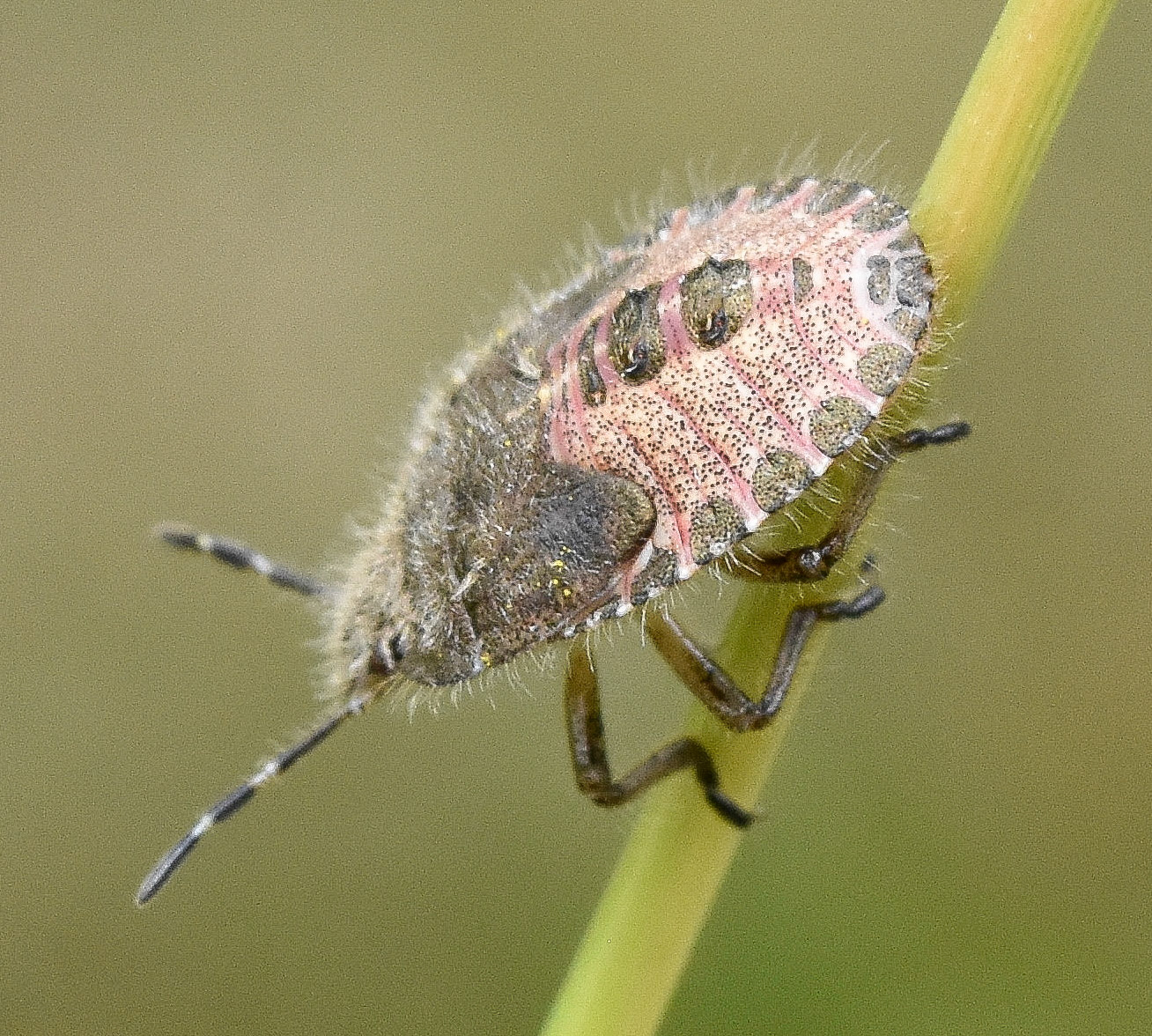Bremschildwants (Piezodorus lituratus)