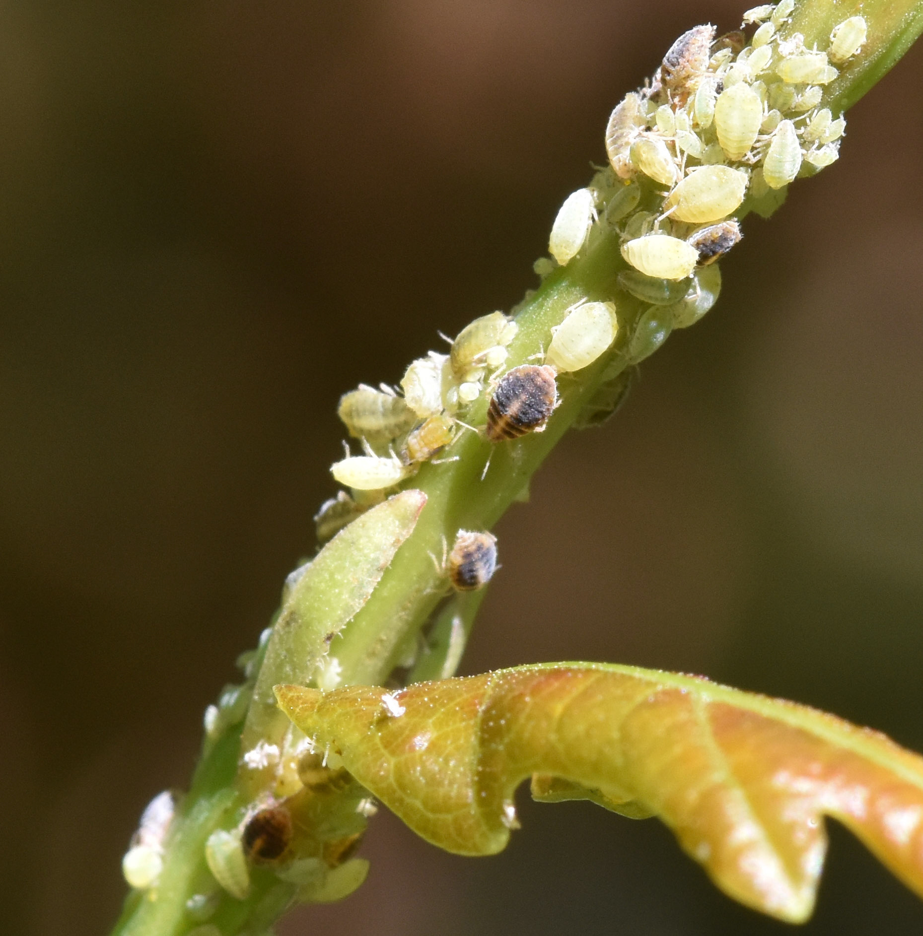 Groene appeltakluis (Aphis pomi de Geer)