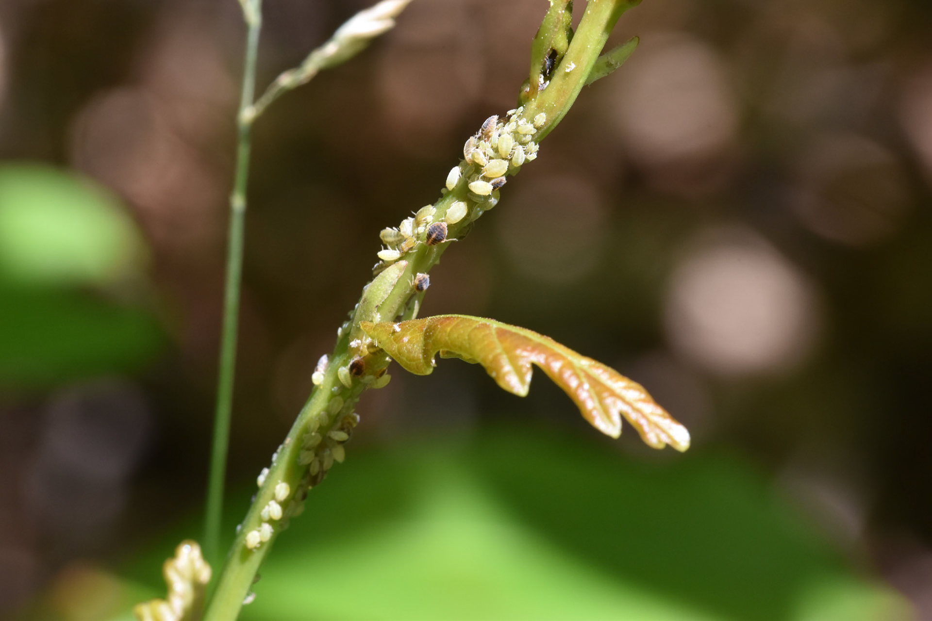 Groene appeltakluis (Aphis pomi de Geer)