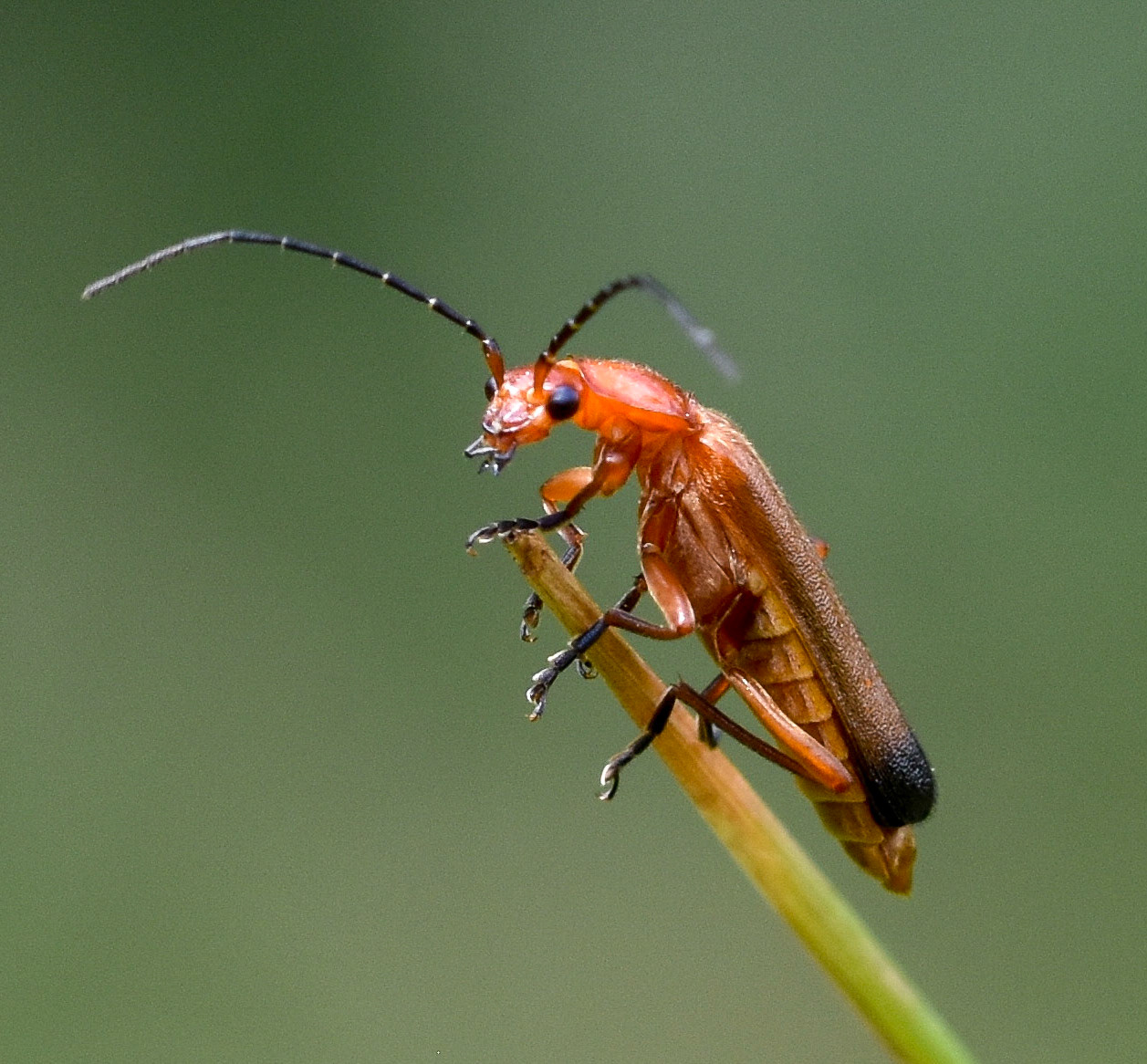 Soldaatje (Rhagonycha fulva)