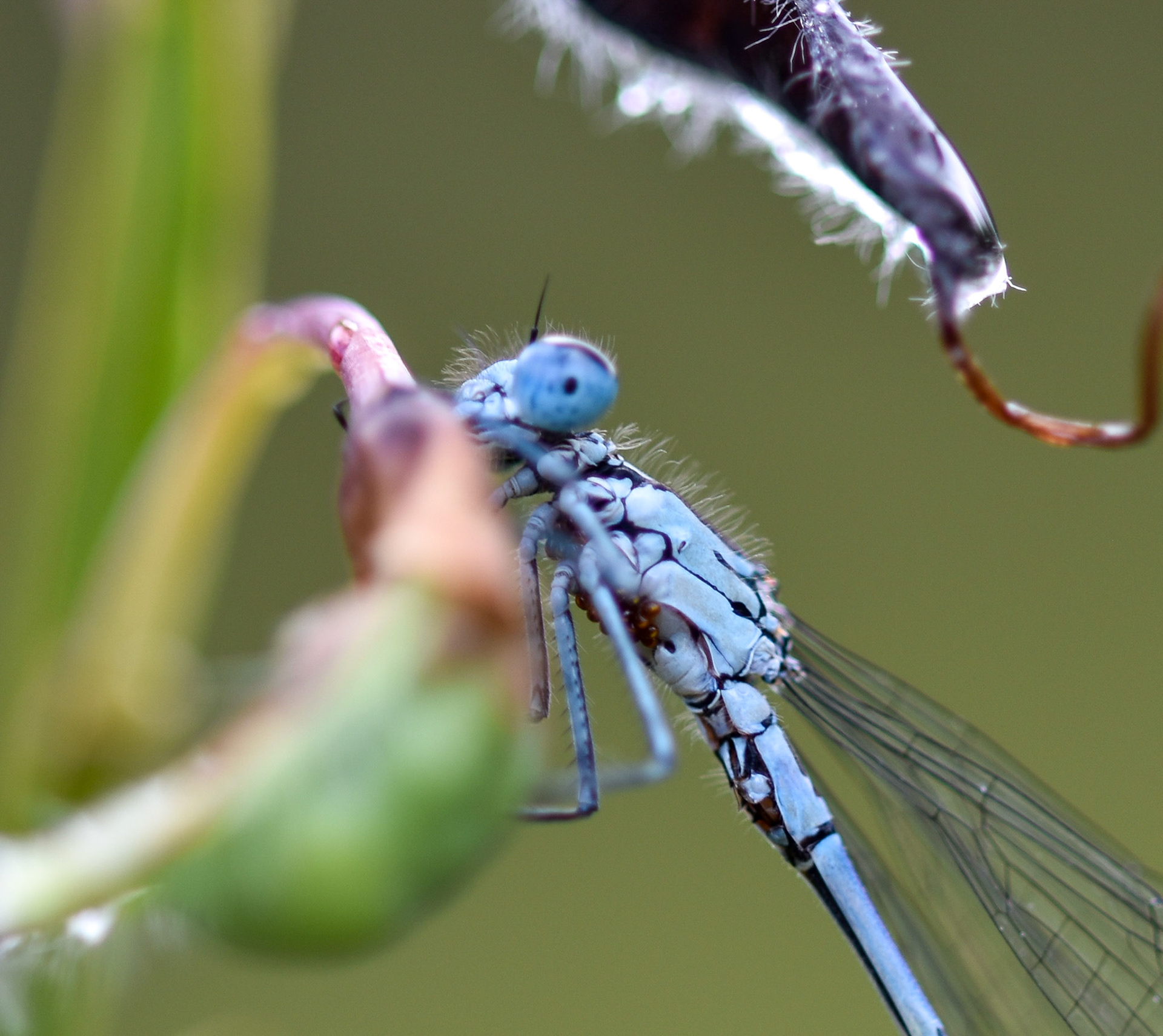 Watersnuffel (Enallagma cyathigerum)
