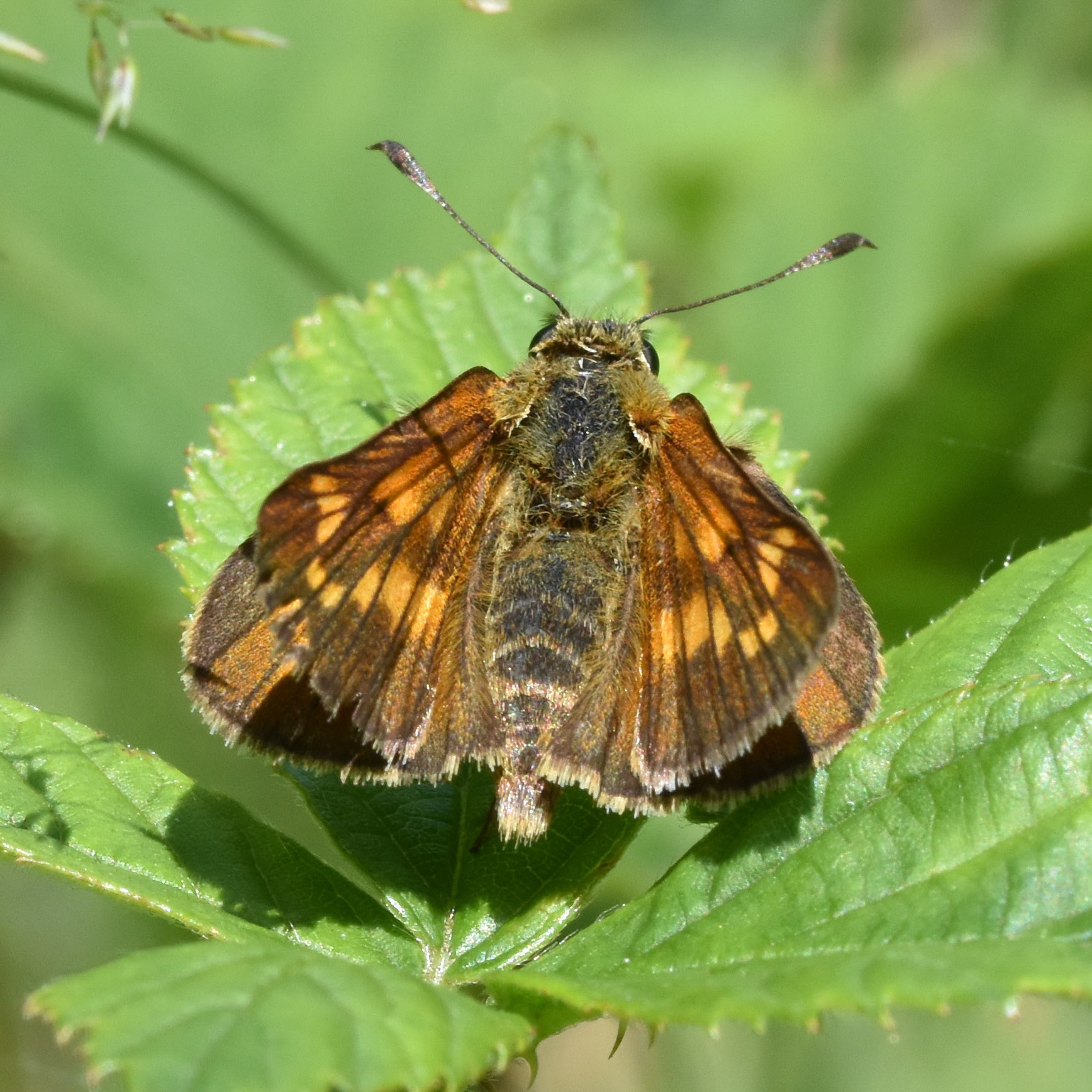 Groot dikkopje (Ochlodes sylvanus)