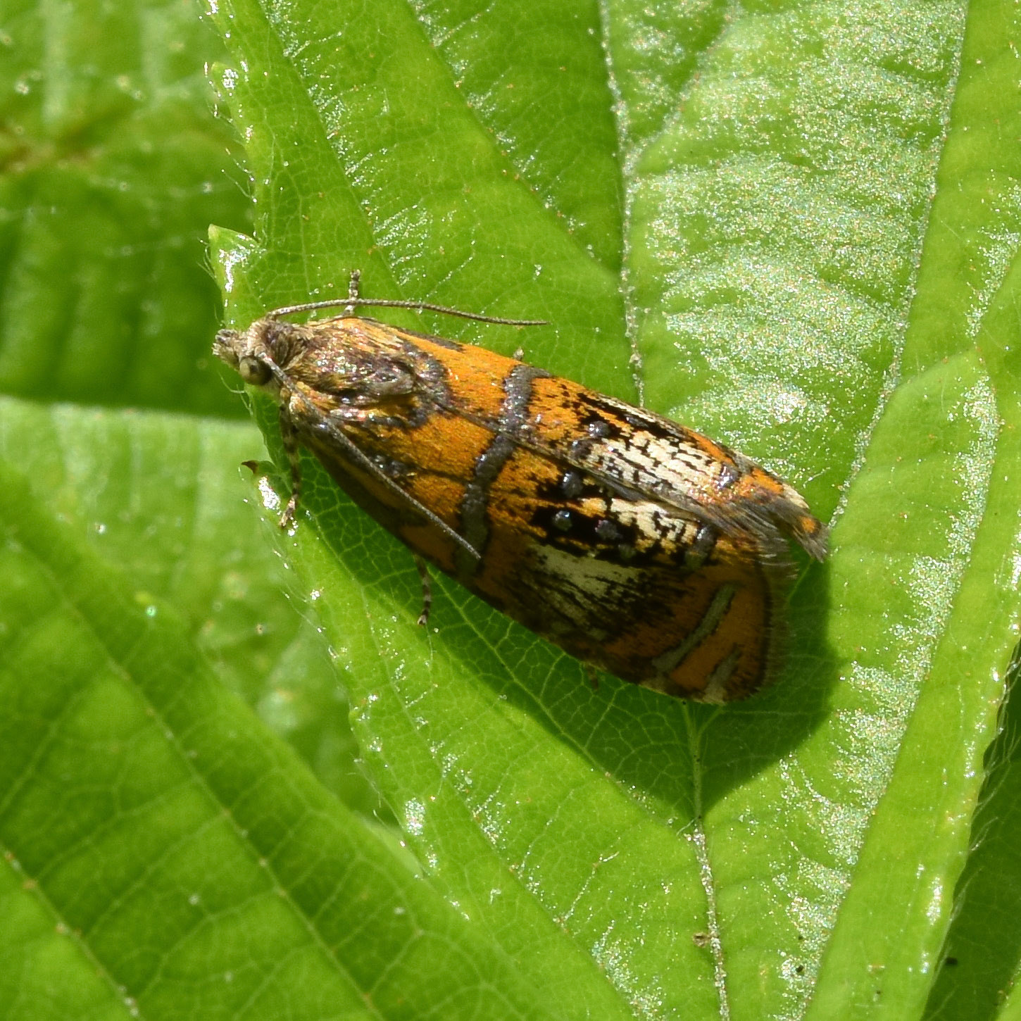 Geishamotje (Olethreutes arcuella)
