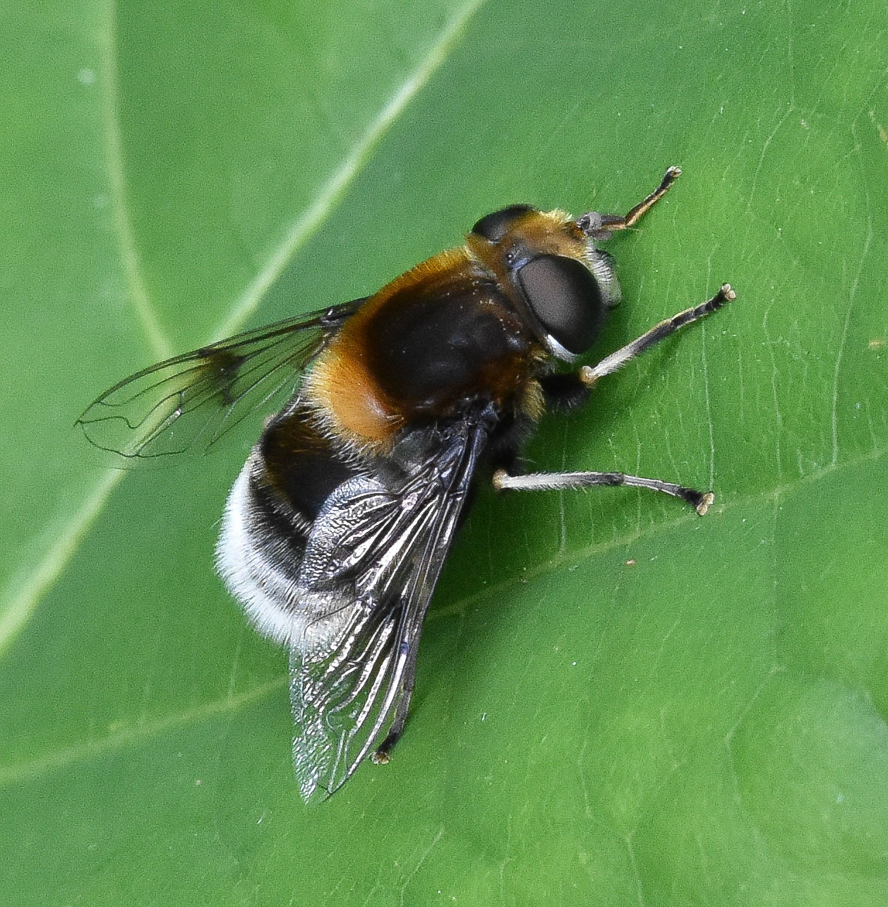 Hommelbijvlieg (Eristalis intricaria)