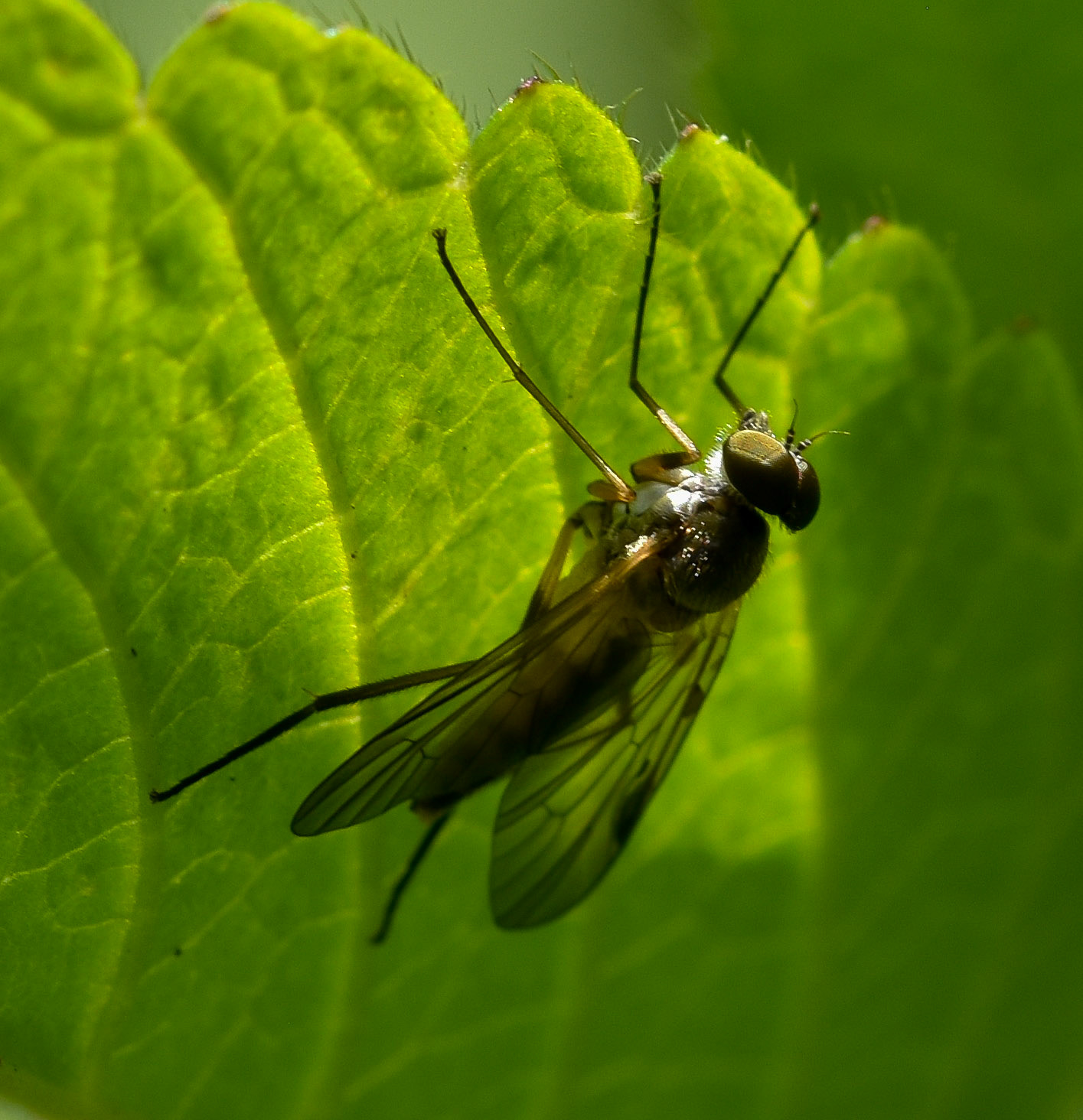 Gele snipvlieg (Rhagio tringarius)