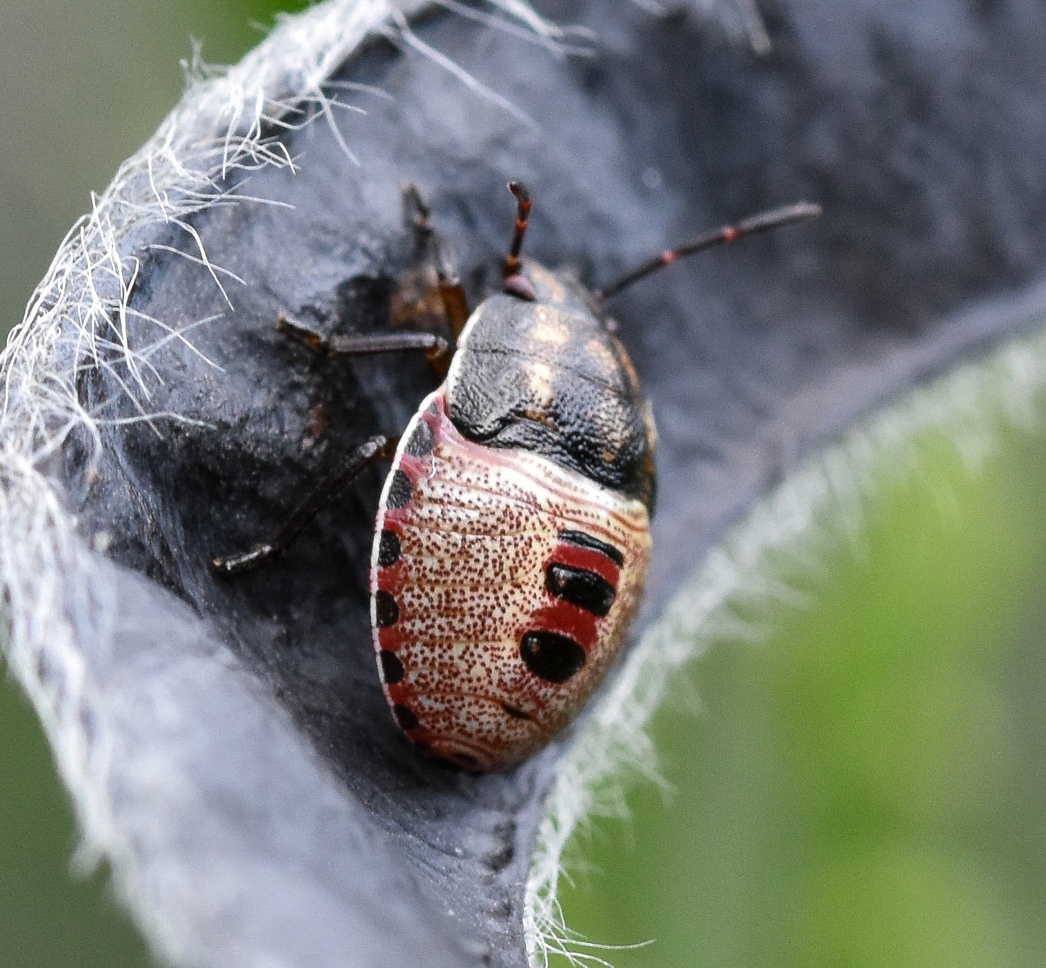 Bremschildwants (Piezodorus lituratus)