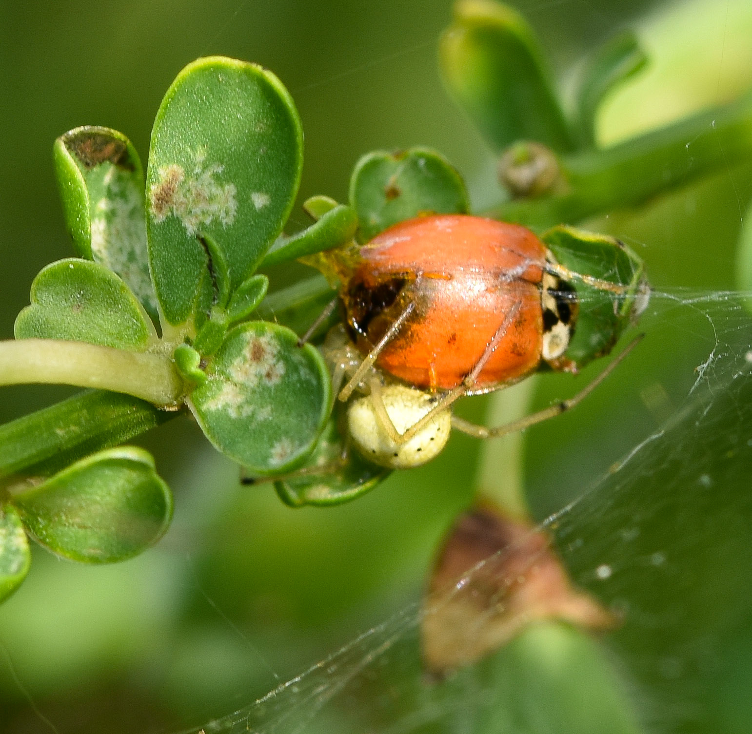 Gewone tandkaak (Enoplognatha ovata)