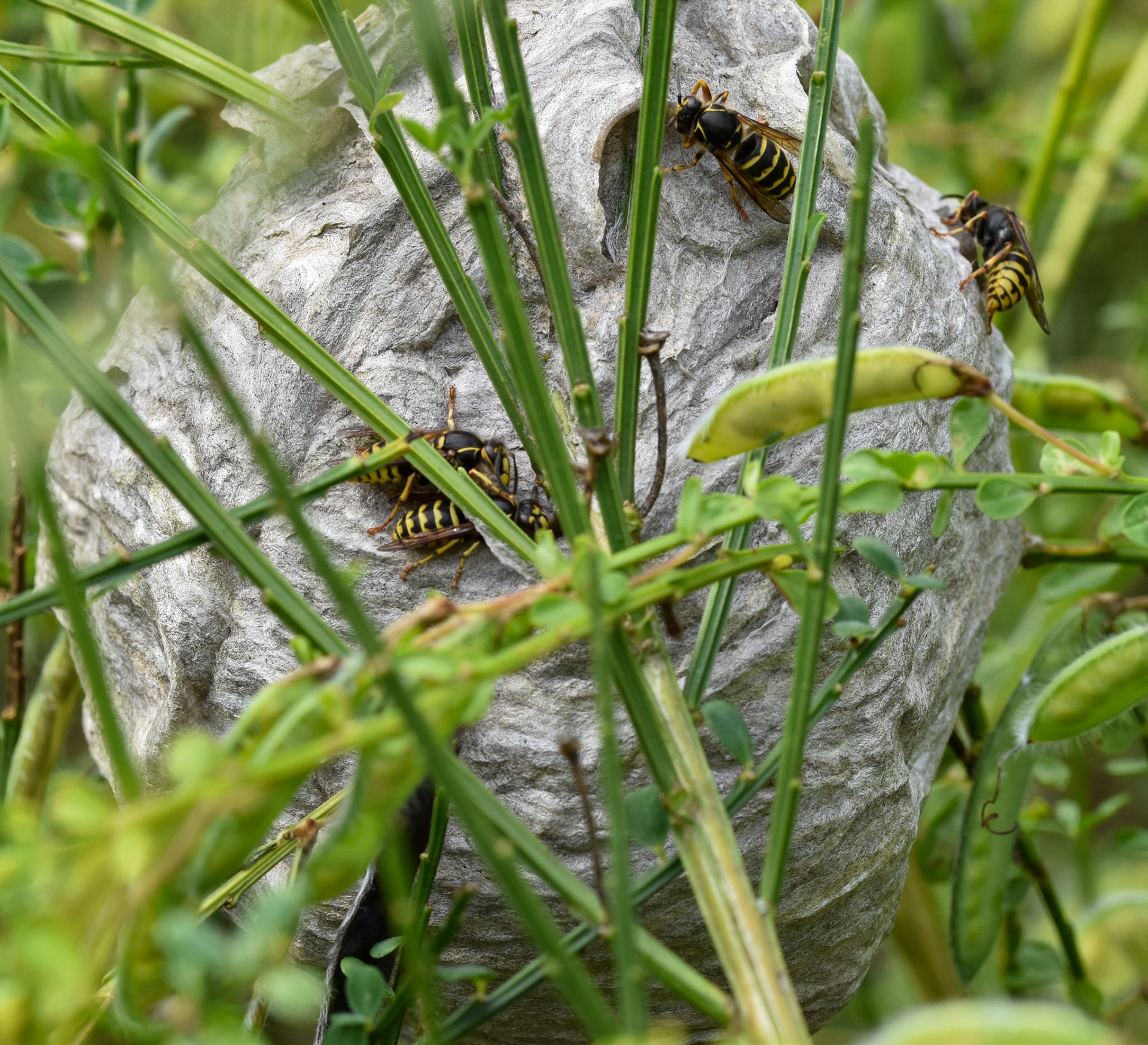Gewone wesp (Vespula vulgaris)