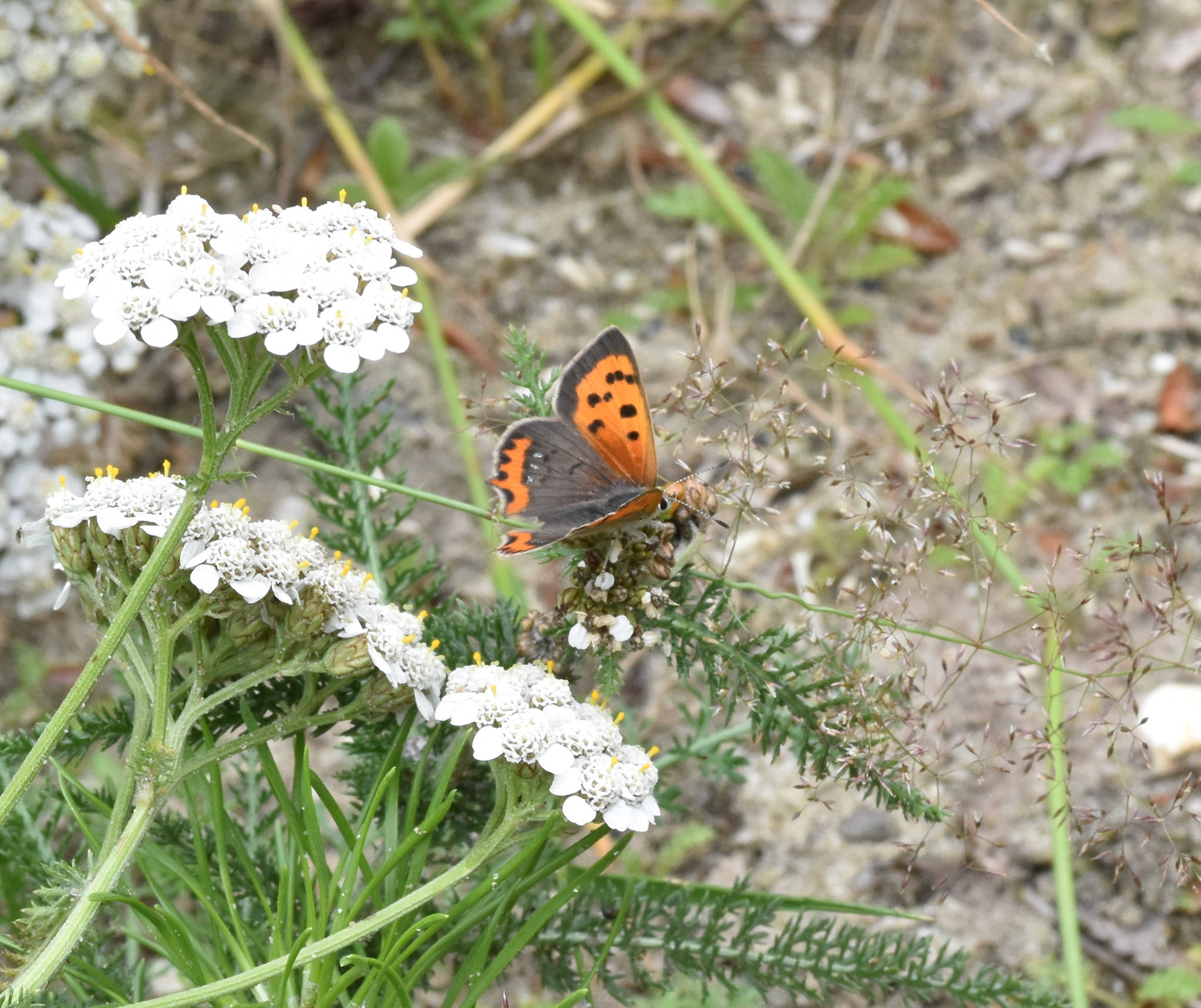 Kleine vuurvlinder (Lycaena phlaeas)